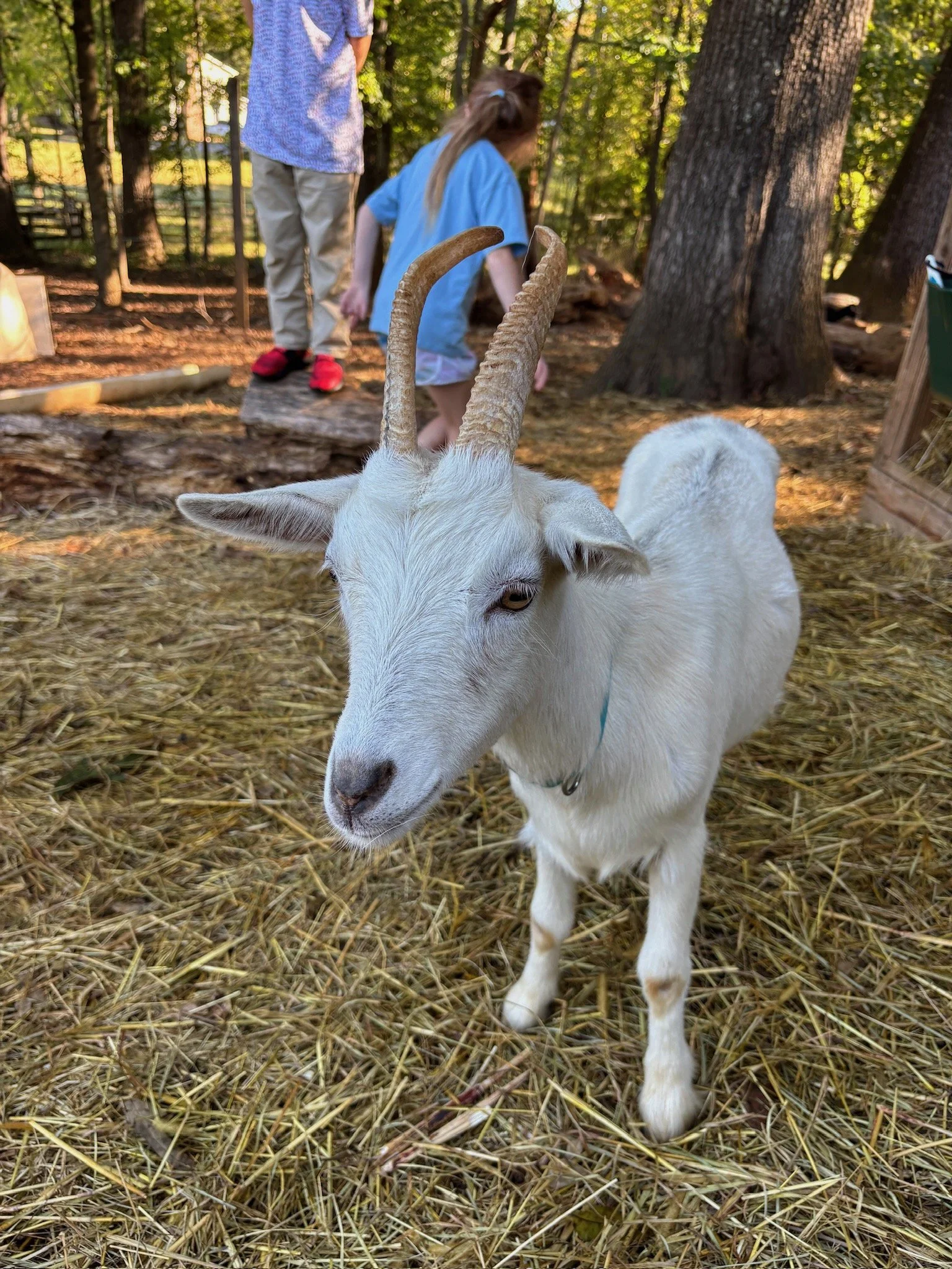 ATE Shipshape Farm Field Trip🐐🐓🐰 - 14 of 49.jpeg