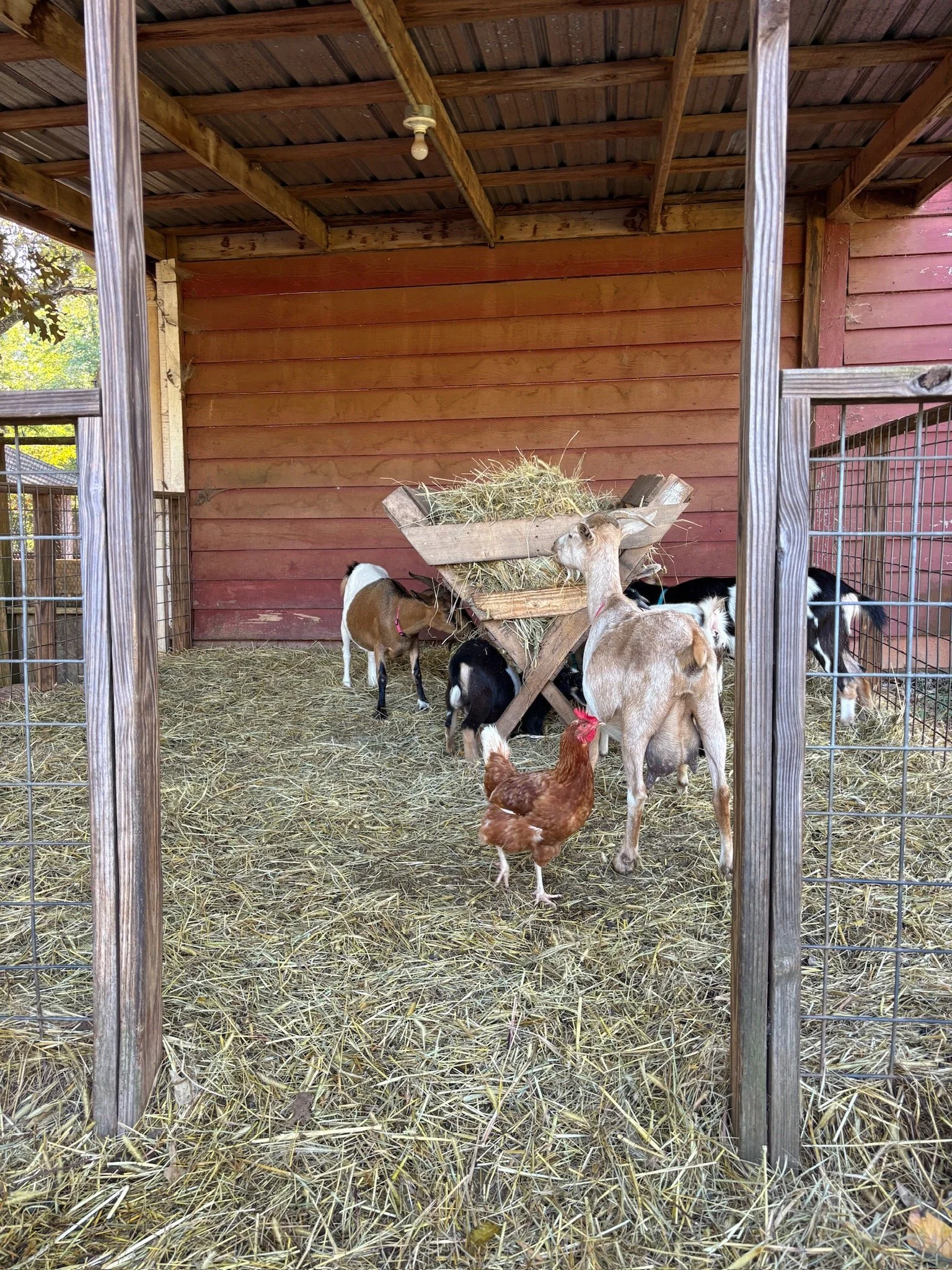 ATE Shipshape Farm Field Trip🐐🐓🐰 - 15 of 49.jpeg