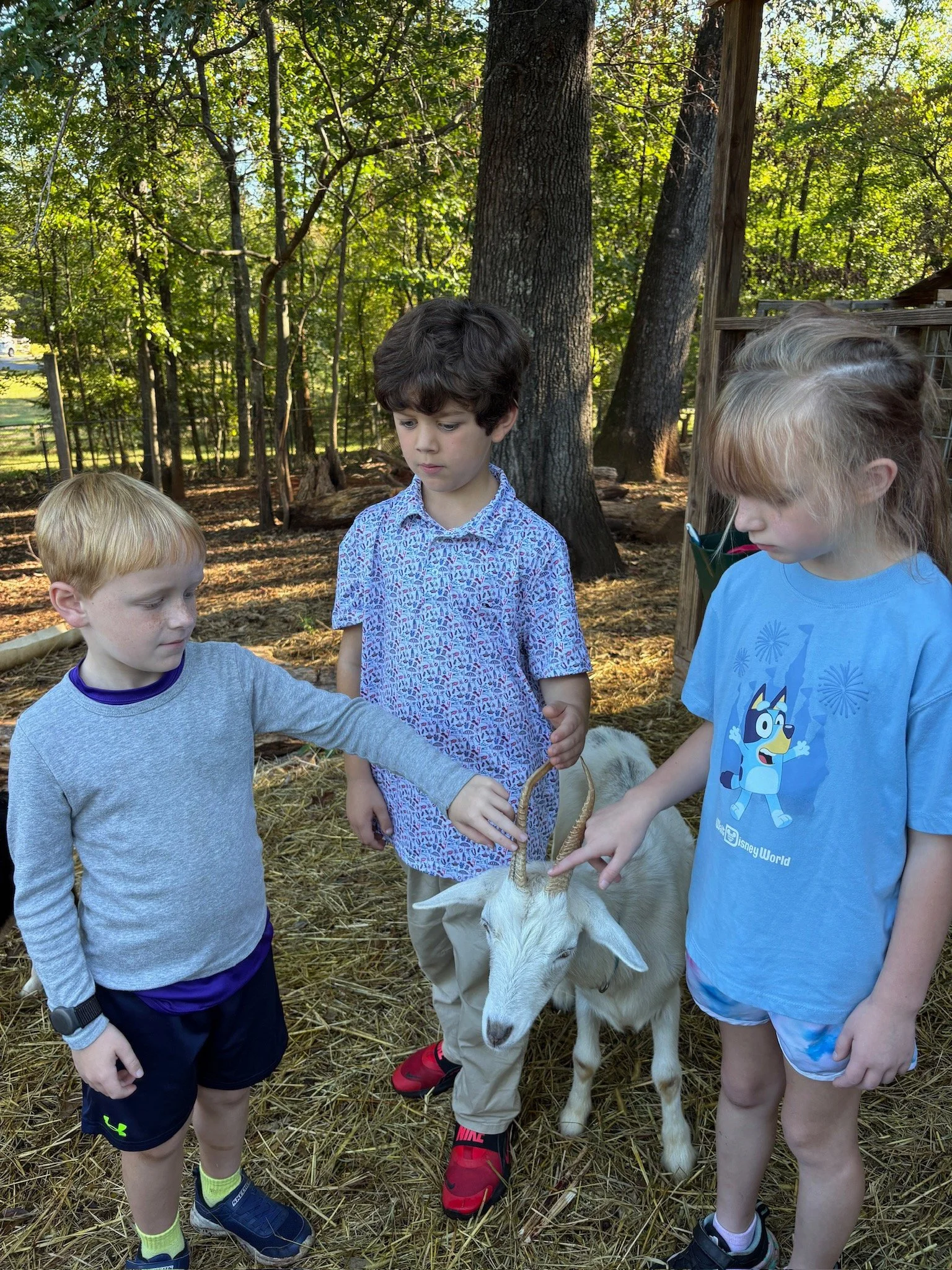 ATE Shipshape Farm Field Trip🐐🐓🐰 - 16 of 49.jpeg