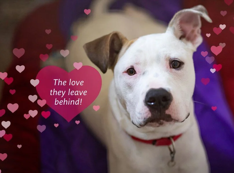 Dakin Humane Society - Holiday Card Appeal