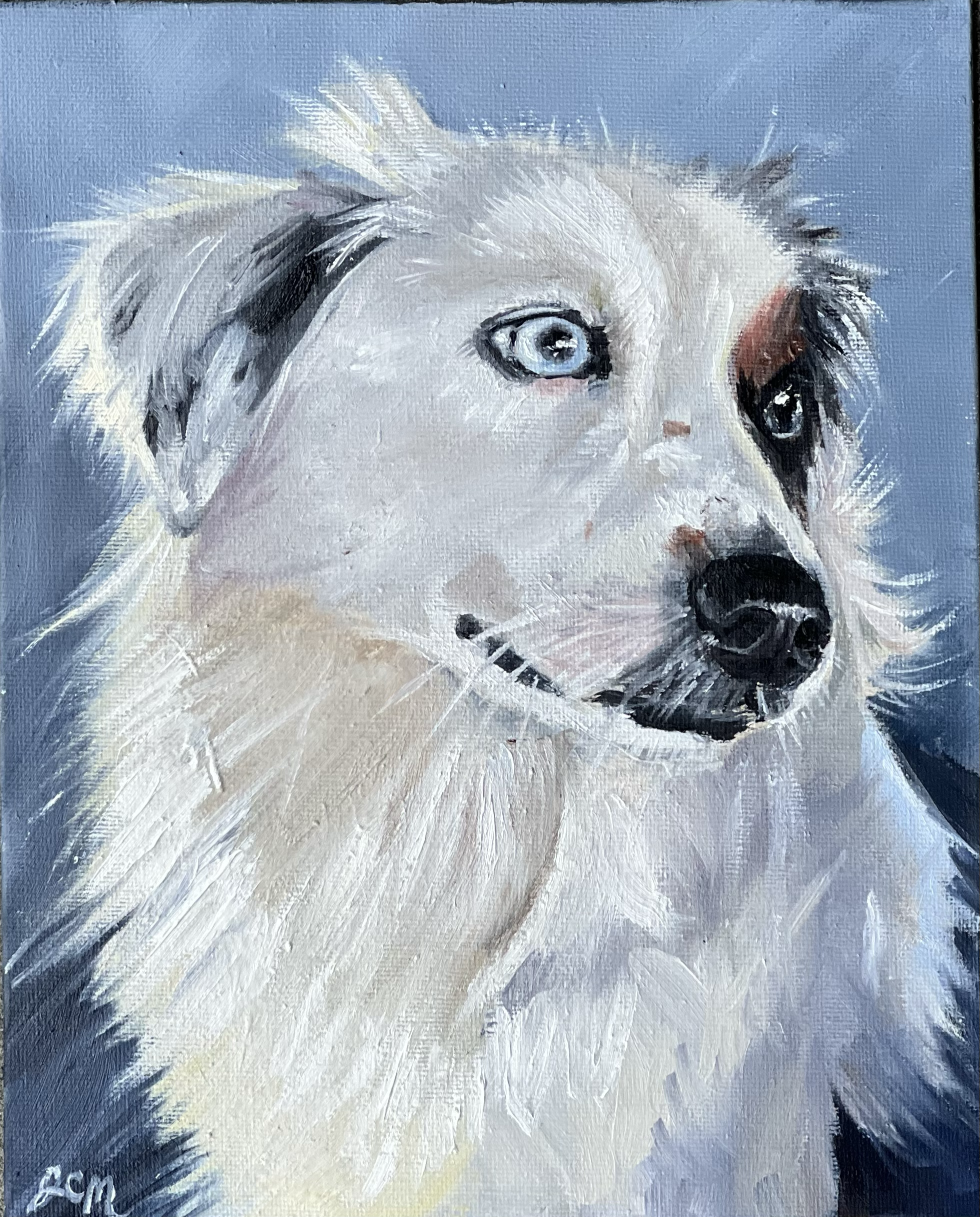 "The Australian Shepard," Oil on Canvas, 8 x 10 (For Sale - email for details) 