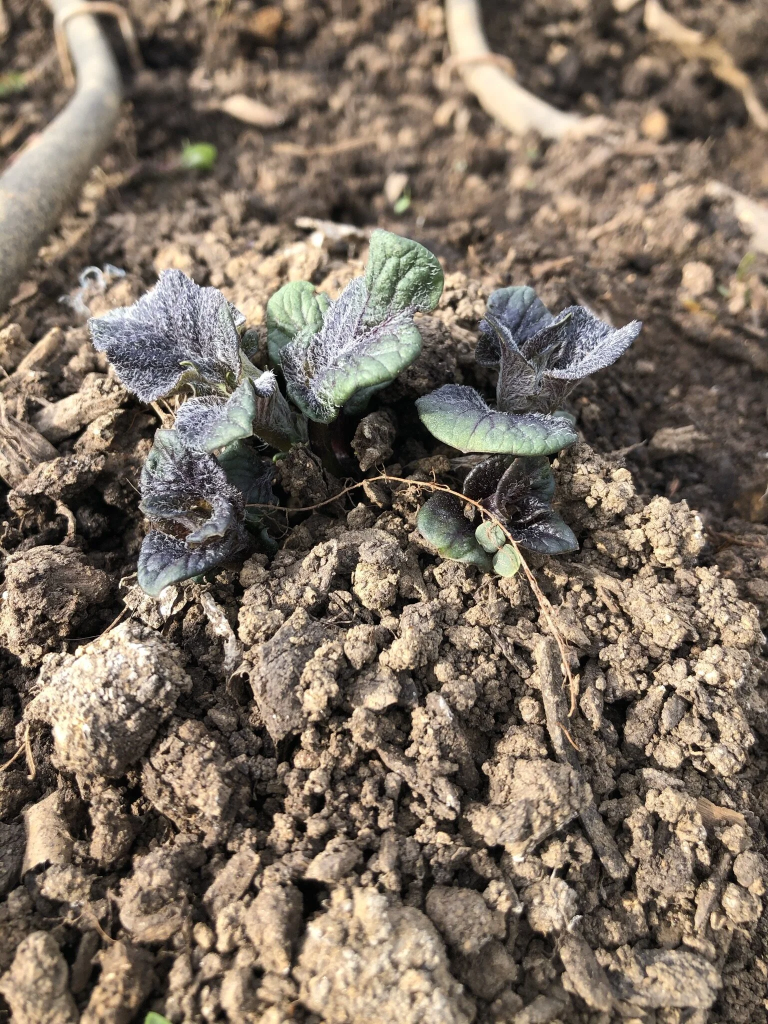 Potato Plants 
