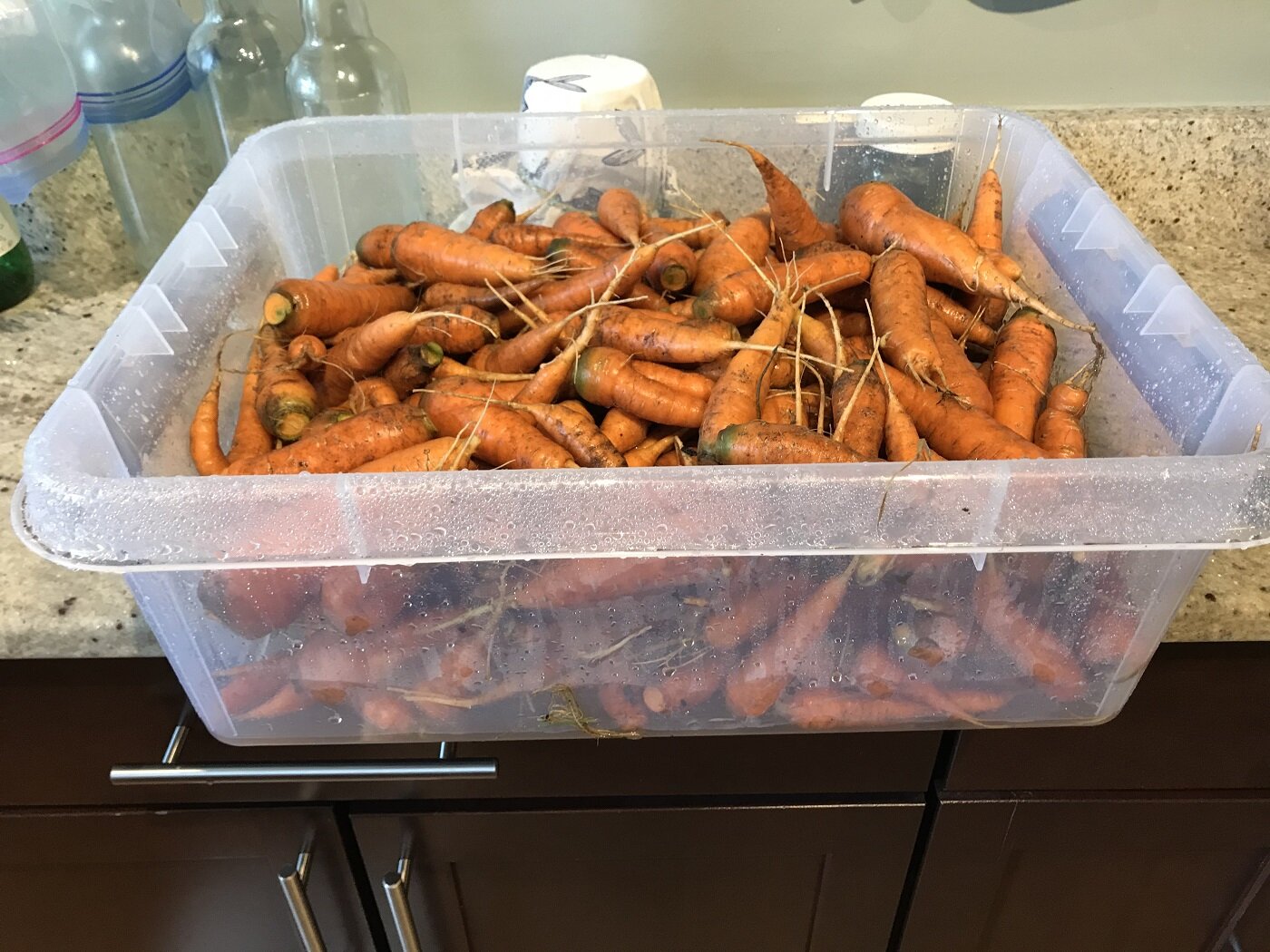 carrot harvest 8 september.jpg