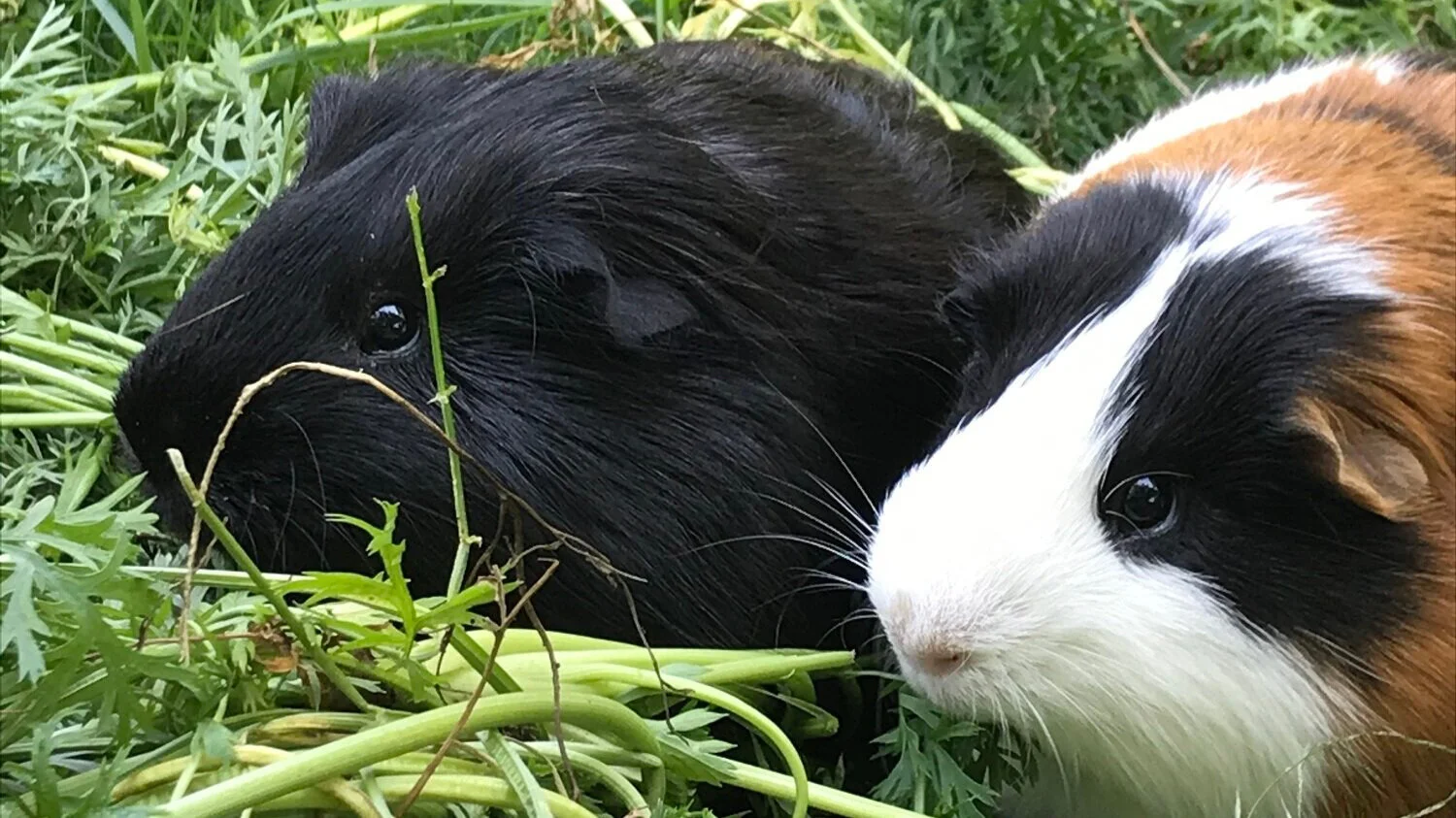 guinea+pigs+carrot+greens.jpg
