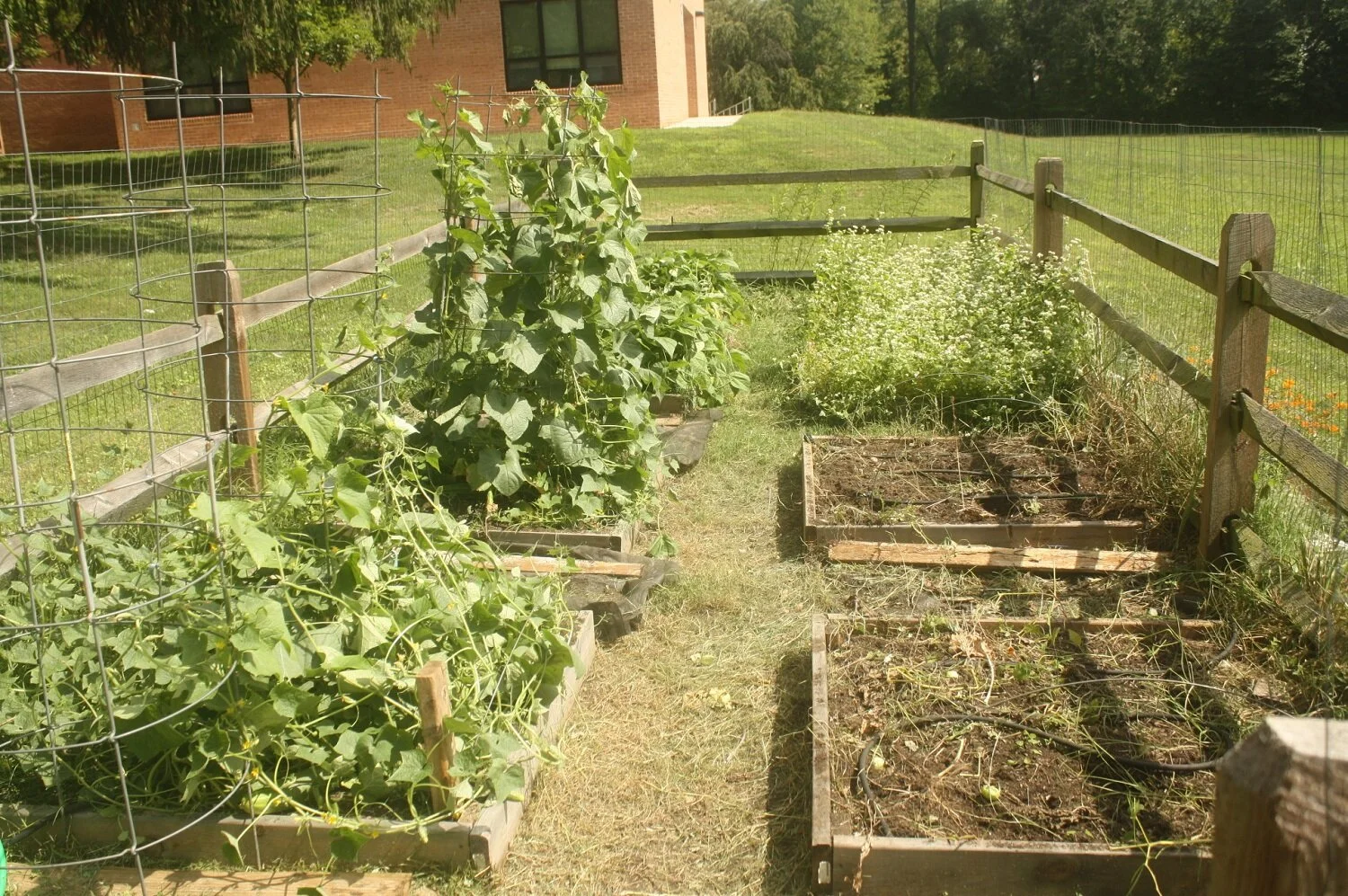 The beds installed at a community garden plot.   Cucumbers growing on the left in the middle of summer.