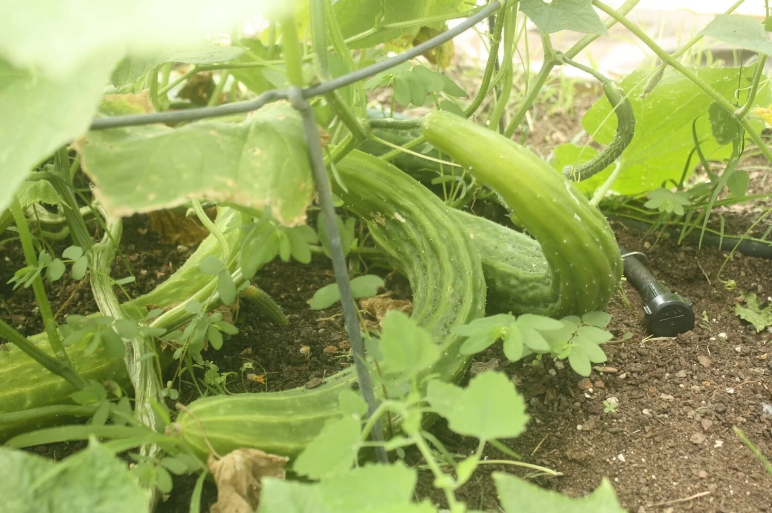 Closer look at the Suyo Long cucumbers growing in the garden pictured above.  Suyo Long are a delicious variety that is impossible to find unless you grow yourself.
