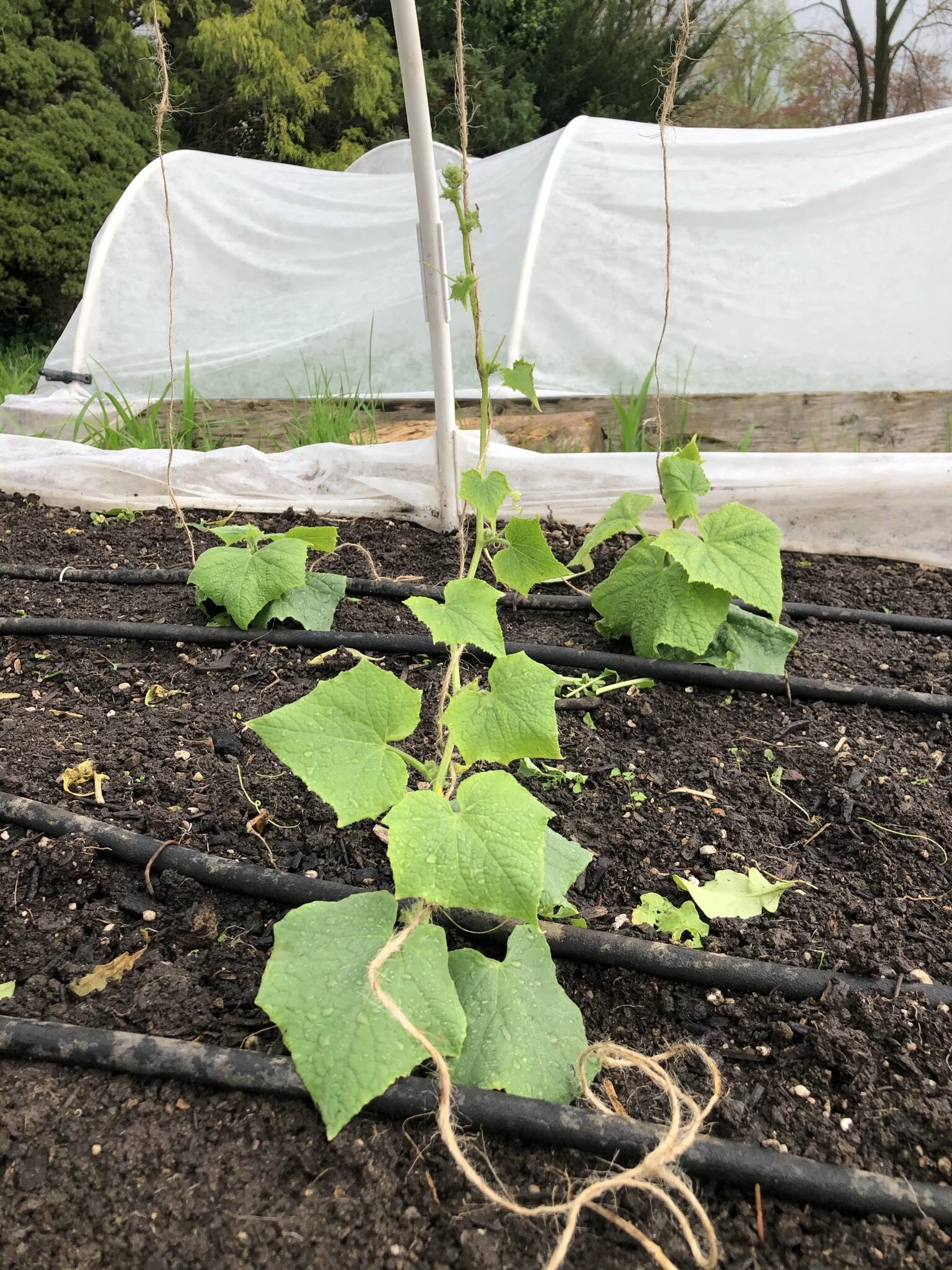 Cucumbers