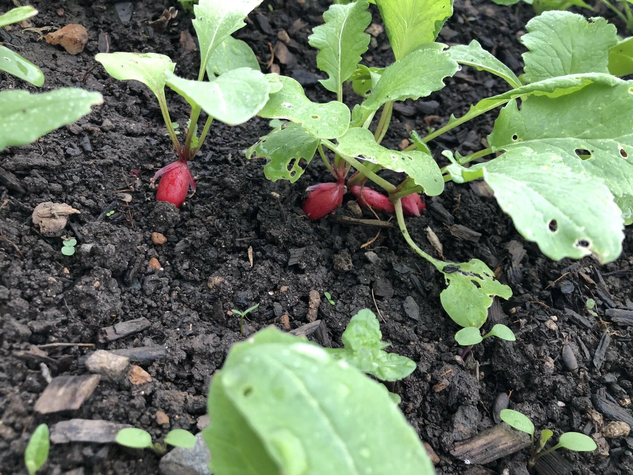 Radishes