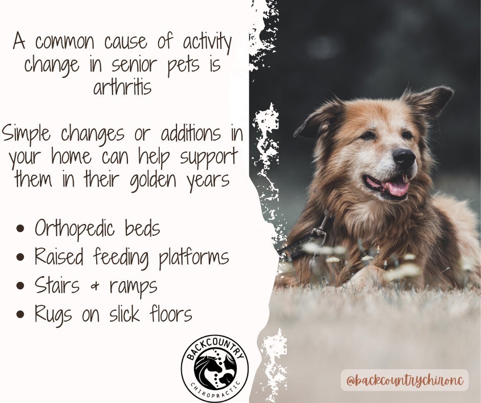 Simple changes in your home can help support your arthritic pet. ❤
Also be aware of when your pet needs help getting up or down from their favorite spots, or even the floor. Secure rugs or toe grips can be added to help gain extra traction when walki