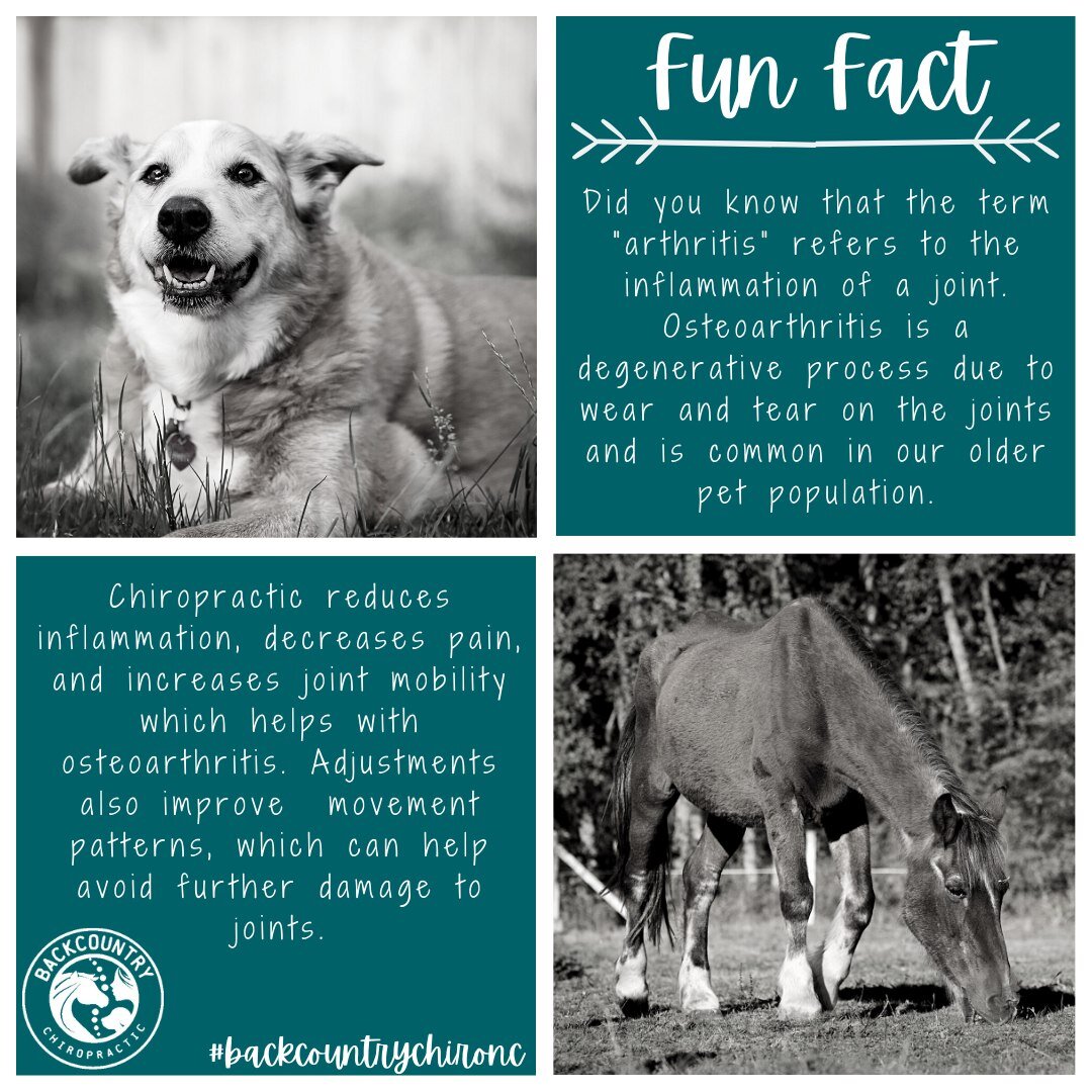 Fun Fact Friday!

Did you know that chiropractic care is helpful in our older pet population that deal with osteoarthritis?

Osteoarthritis, or &quot;wear and tear&quot; arthritis, is a degenerative, inflammatory process in joints.  It is the most co