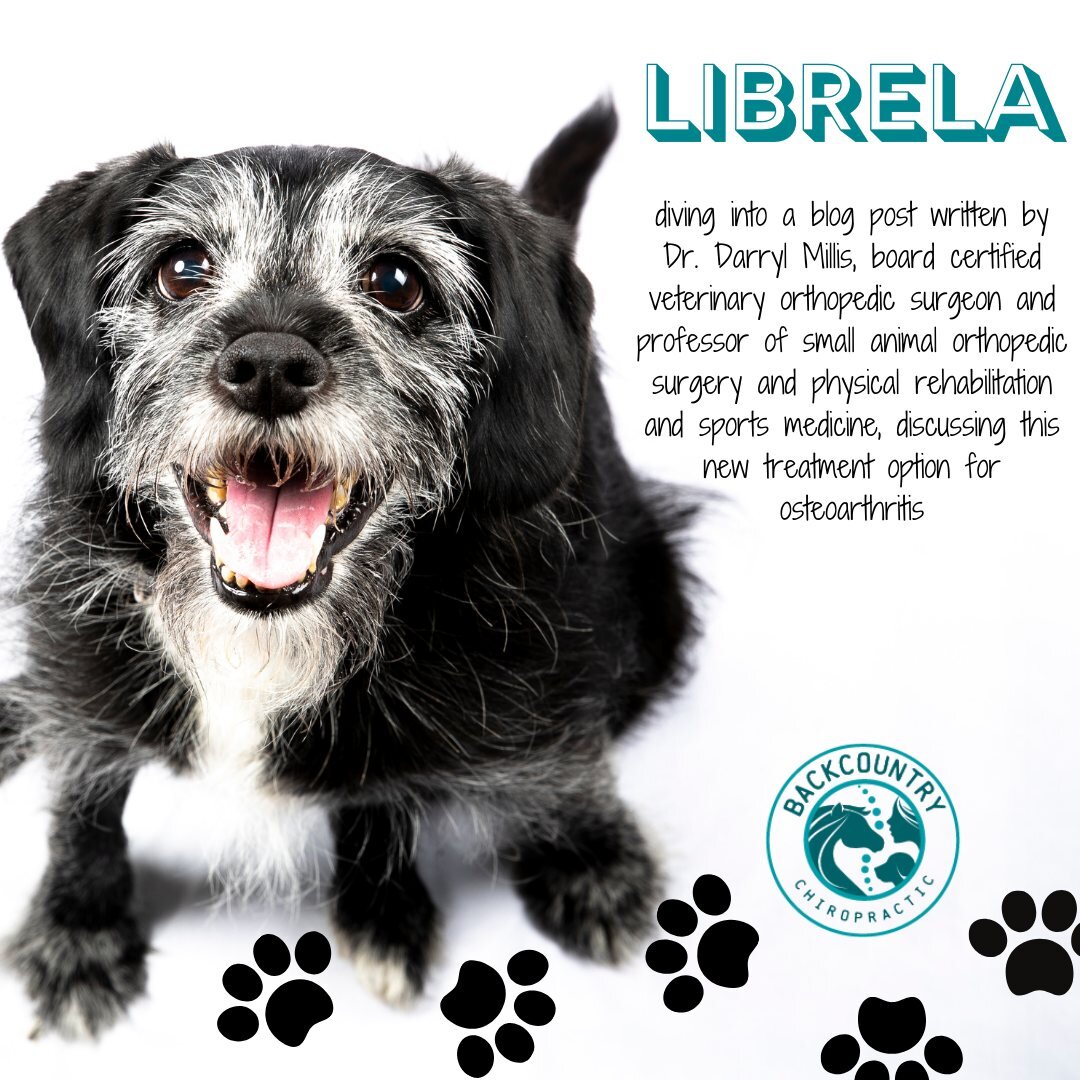 Librela is a new treatment option for osteoarthritis.  I have had quite a few owners ask me about it, so I thought I would share an article that explains how it works and contains more information to help you talk with your veterinarian and make an i