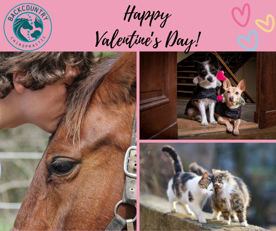 Make sure to tell your sweetest Valentines how much you love them today. 🐶🐱🐴❤