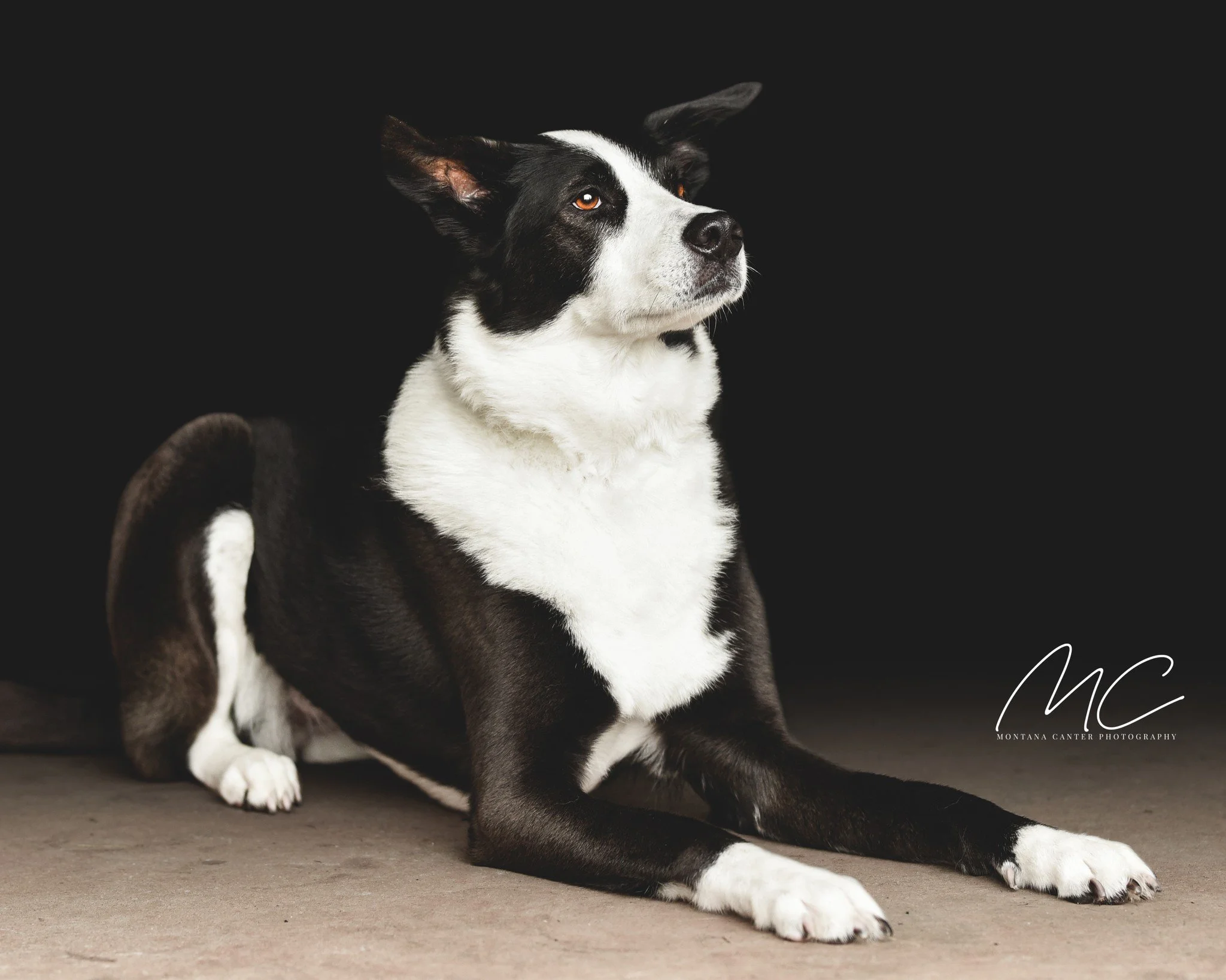 It has been one month since Zoe, our loyal companion and best girl, made her way across the Rainbow Bridge 🌈💔
It&rsquo;s hard to say goodbye, but we&rsquo;re grateful for every moment and cherished memory she gave us
We know many of you have felt t