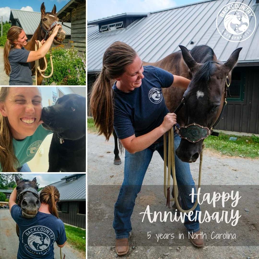 5 years of providing chiropractic care to animals in the foothills and the high country of North Carolina! This past year has been a year of growth, opening our own office to see dogs in downtown Lenoir and adding many new patients to our BackCountry