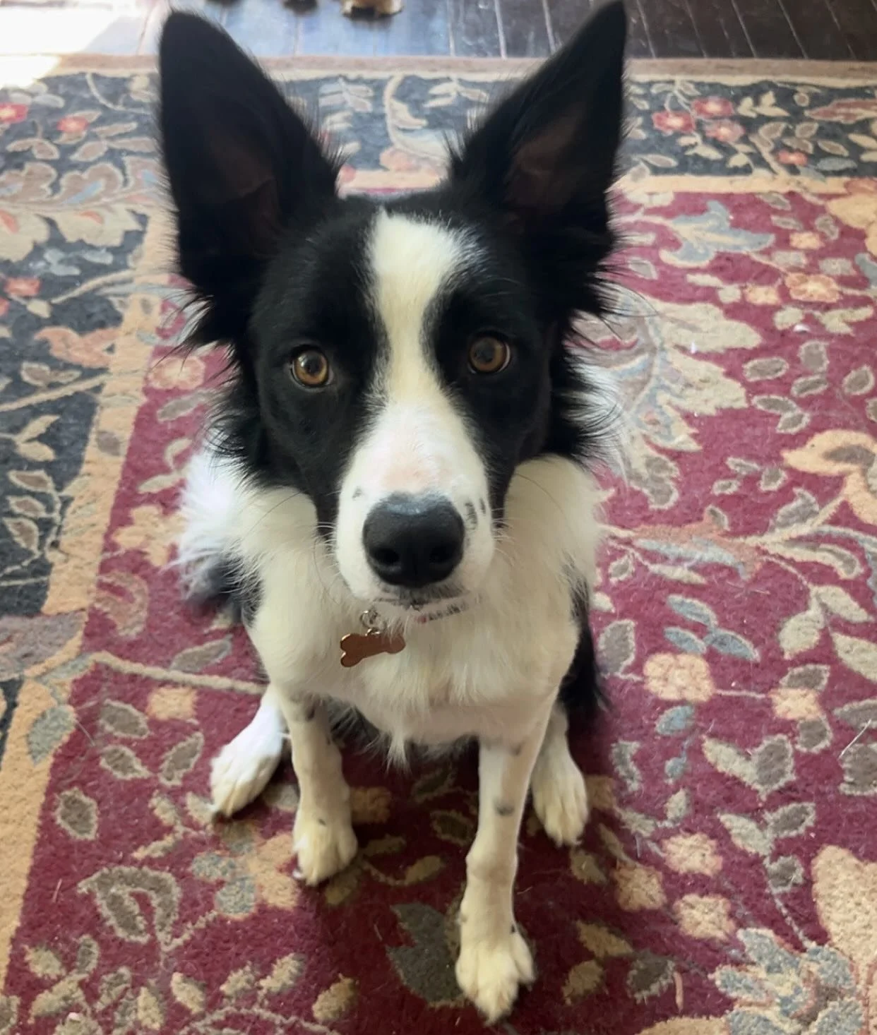 We haven&rsquo;t officially introduced you to the newest member of the BackCountry Chiro pack, and no better time than her birthday! Happy 1st birthday to our little princess of chaos, Whinny!
She came to us this summer at 8 months old and she has ke
