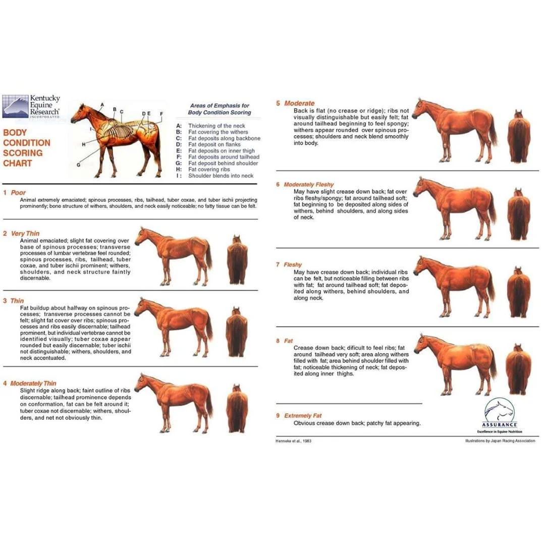 Today is National Pet Obesity Awareness Day.  Here's a great visual tool to assist with assessing your pet's body condition.  If you have any questions about your animal's weight, be sure to ask Dr. Morgan at your next visit or talk with your veterin