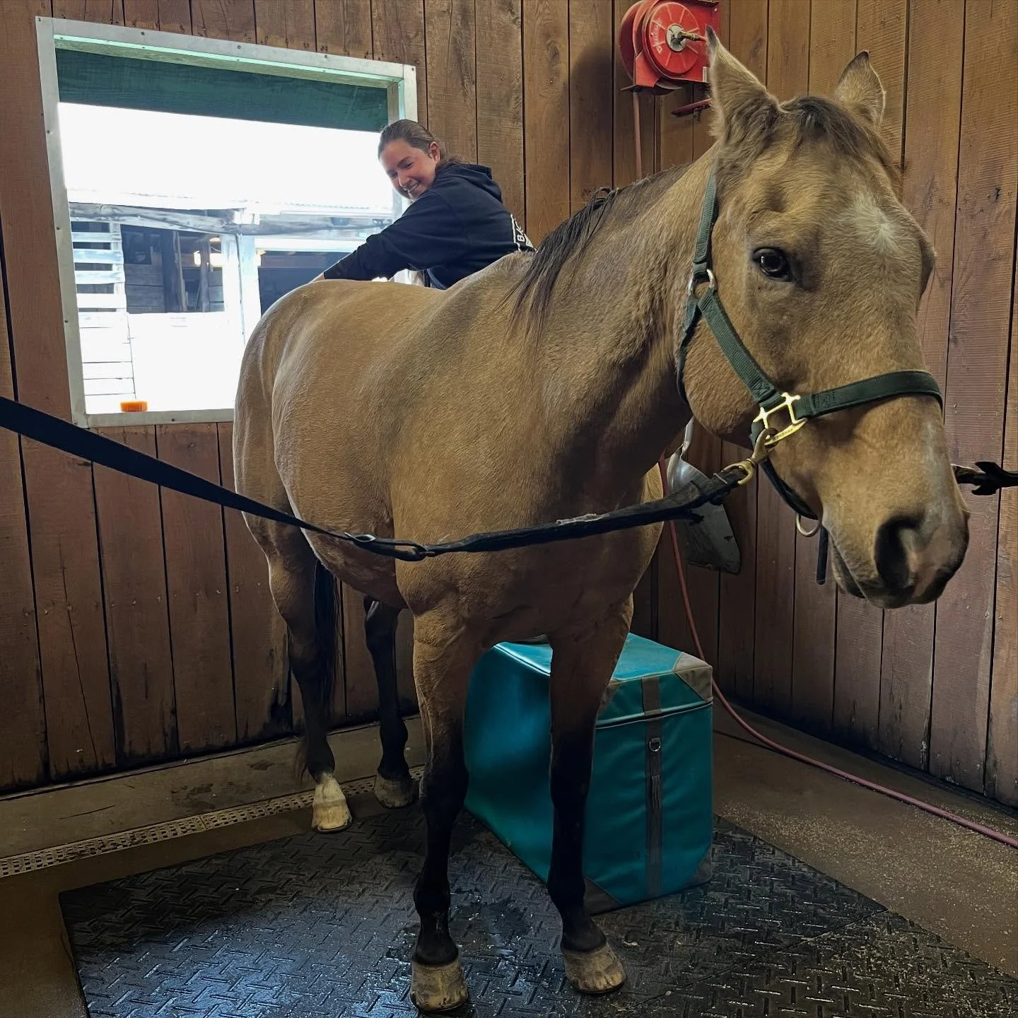 We have loved having Jessie with us earlier this week. Jessie just graduated from chiropractic school and is going through the process of opening her own animal chiropractic practice. We have watched Jessie go from a college student and barn hand at 