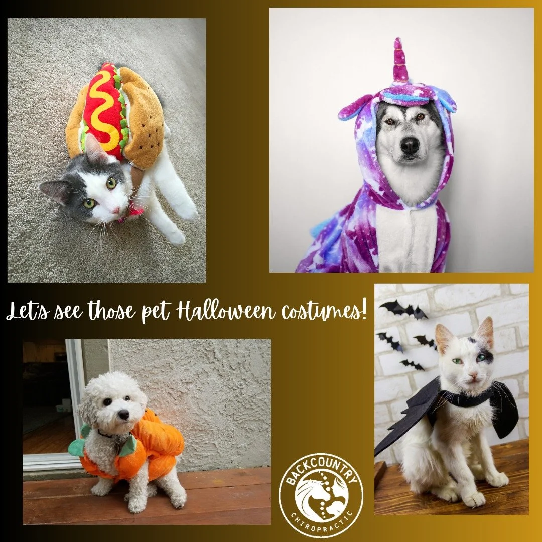 👻 Calling all spooky (and cute!) pets! 🎃 Post your Halloween costumes below!

#backcountrychironc #backcountryanimalchiropractic #pethalloweencostume