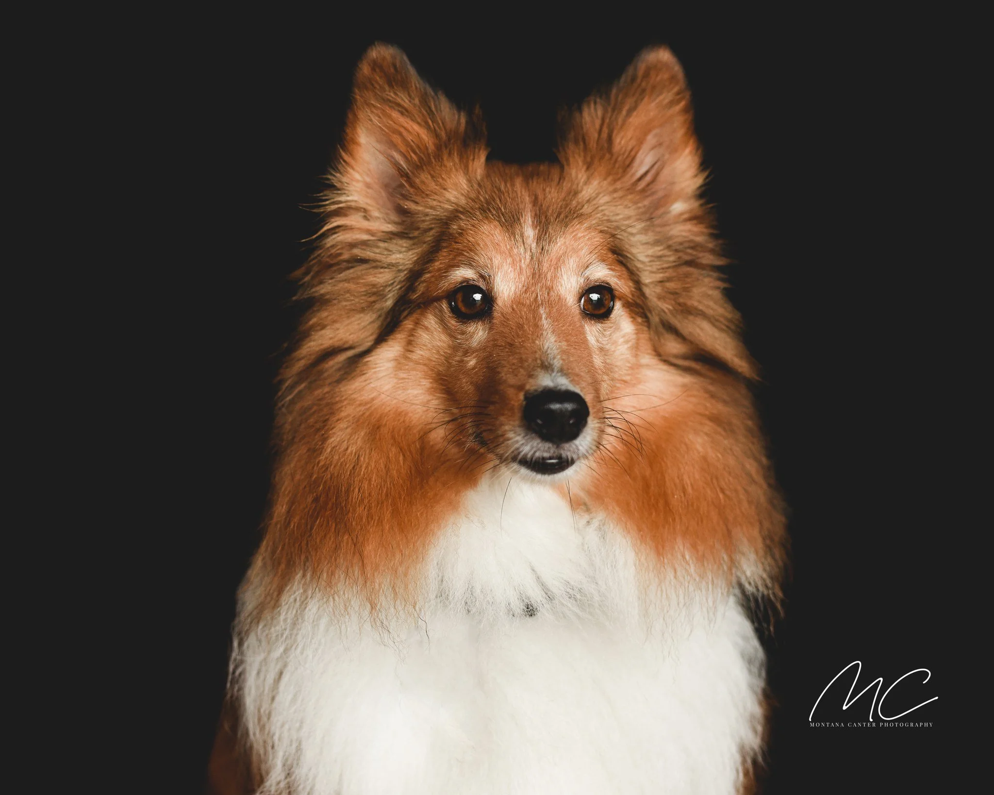 Happy 12th Birthday to my sweet Ace 
A little grayer, a little wiser, and loved more than ever &hearts;❤