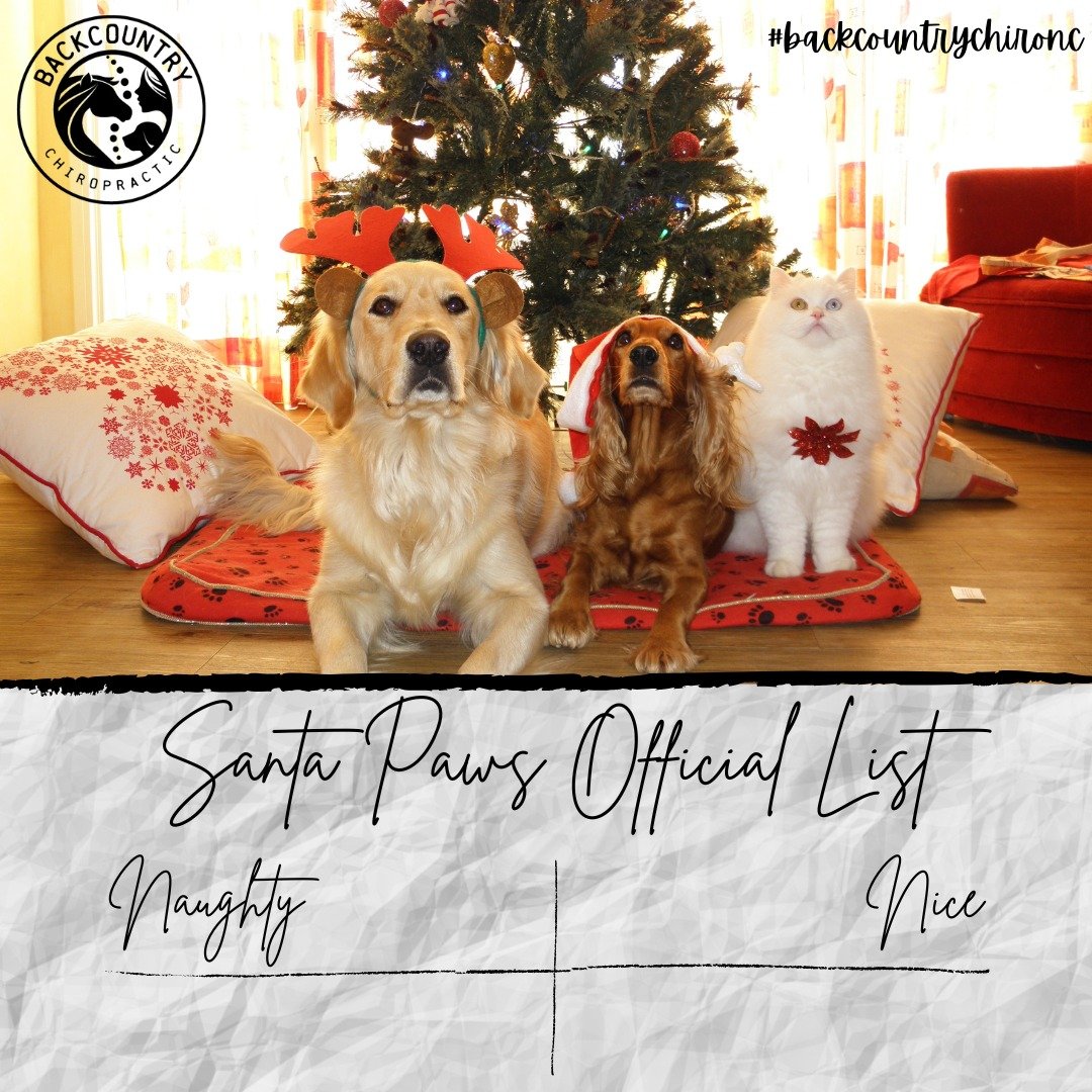 Which list is your animal on?

Share with us in the comments!

#backcountrychironc #backcountryanimalchiropractic #santapaws #naughtyornicelist