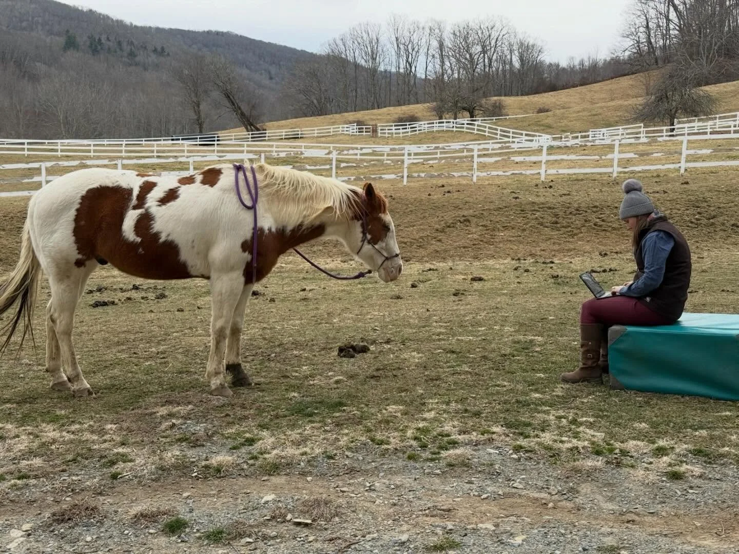 Office time with my assistant Whoopdeedoo at @spiritridenc 

Love taking care of the amazing equine therapists at their program ❤️

#backcountrychironc #backcountryanimalchiropractic #spiritridenc #therapyhorse #highcountrync