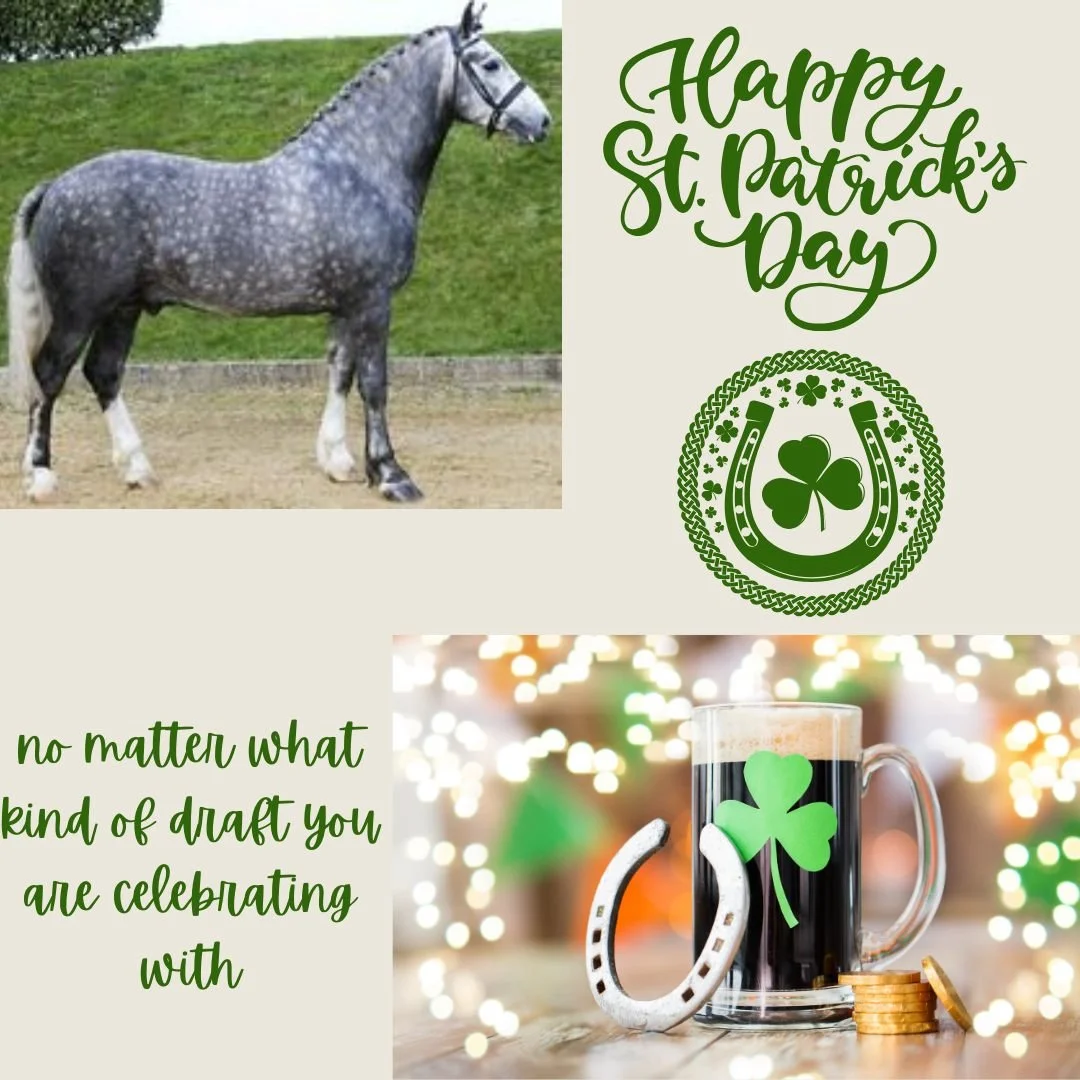 Whether you are celebrating with an Irish Draught Horse or an Irish Draft Beer, we hope that you have a wonderful St. Patrick's Day

#backcountrychironc #backcountryanimalchiropractic #stpatricksday #irishdraft #irishdraught #luckoftheirish #luckyhor