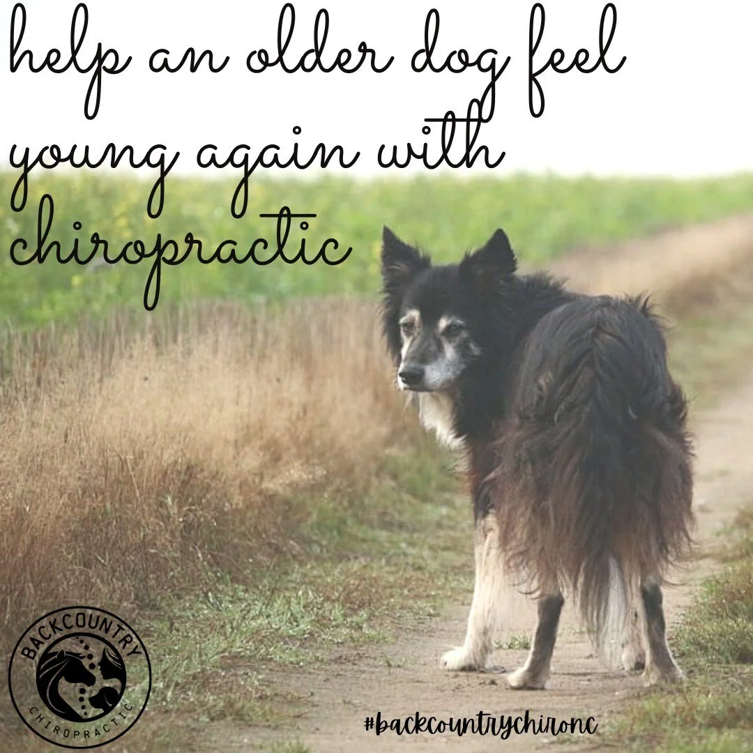 Chiropractic care helps animals of any age to move and function at their best! It is true that motion is life, and the more we keep our pets moving at appropriate activities the better for their health. We see animals of all ages, from new born throu