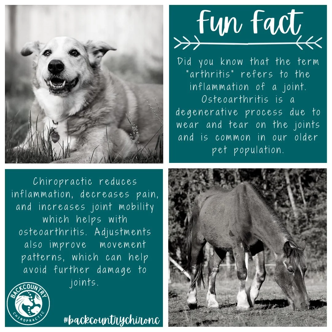 Fun Fact Friday! 🐾

Did you know chiropractic care can be especially helpful for pets dealing with osteoarthritis?

Osteoarthritis (&ldquo;wear and tear&rdquo; arthritis) is a degenerative, inflammatory joint condition &mdash; and one of the most co