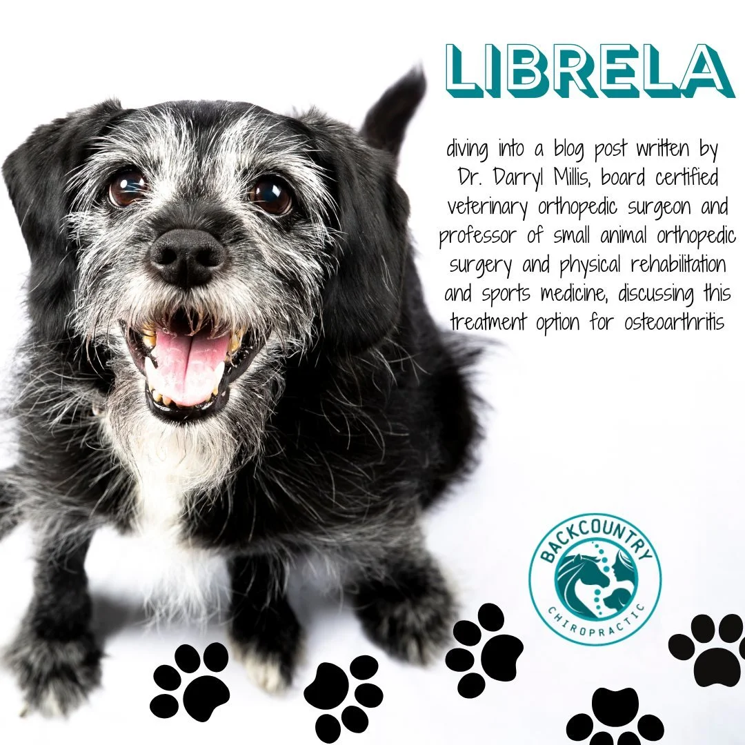 Librela is a newer treatment option for osteoarthritis. I have had quite a few owners ask me about it, so I thought I would share an article that explains how it works and contains more information to help you talk with your veterinarian and make an 