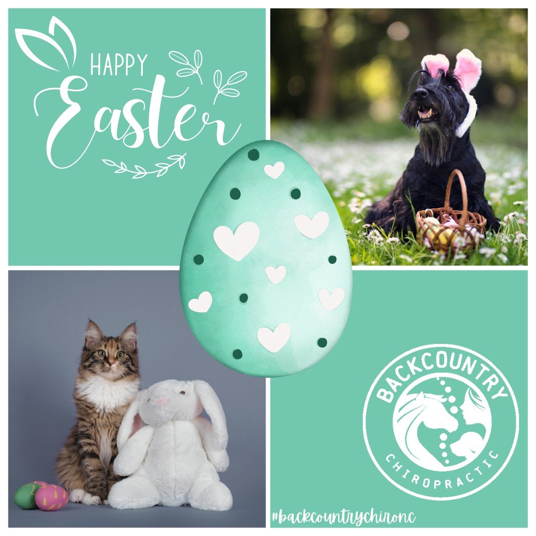 Happy Easter from BackCountry Chiro

#backcountrychiro #backcountryanimalchiropractic #happyeaster