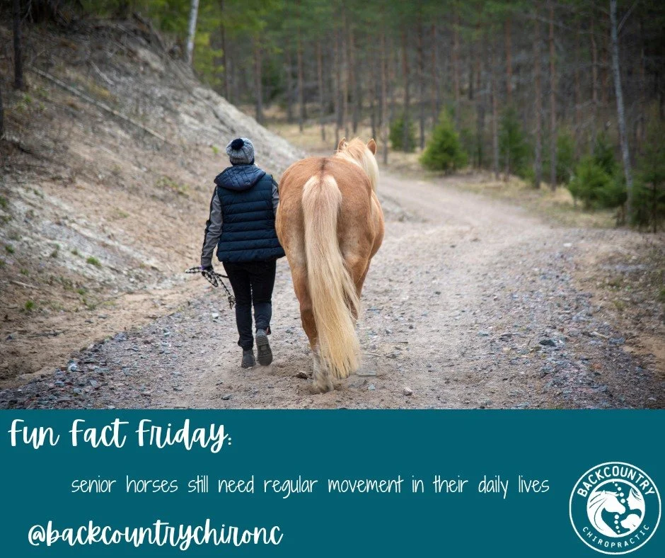 Movement matters at every age&mdash;especially for senior horses 🐴

Regular, gentle activity helps support joint health, muscle tone, and overall comfort. Or, as my owners hear me say all the time&hellip; motion is lotion.

This doesn&rsquo;t have t