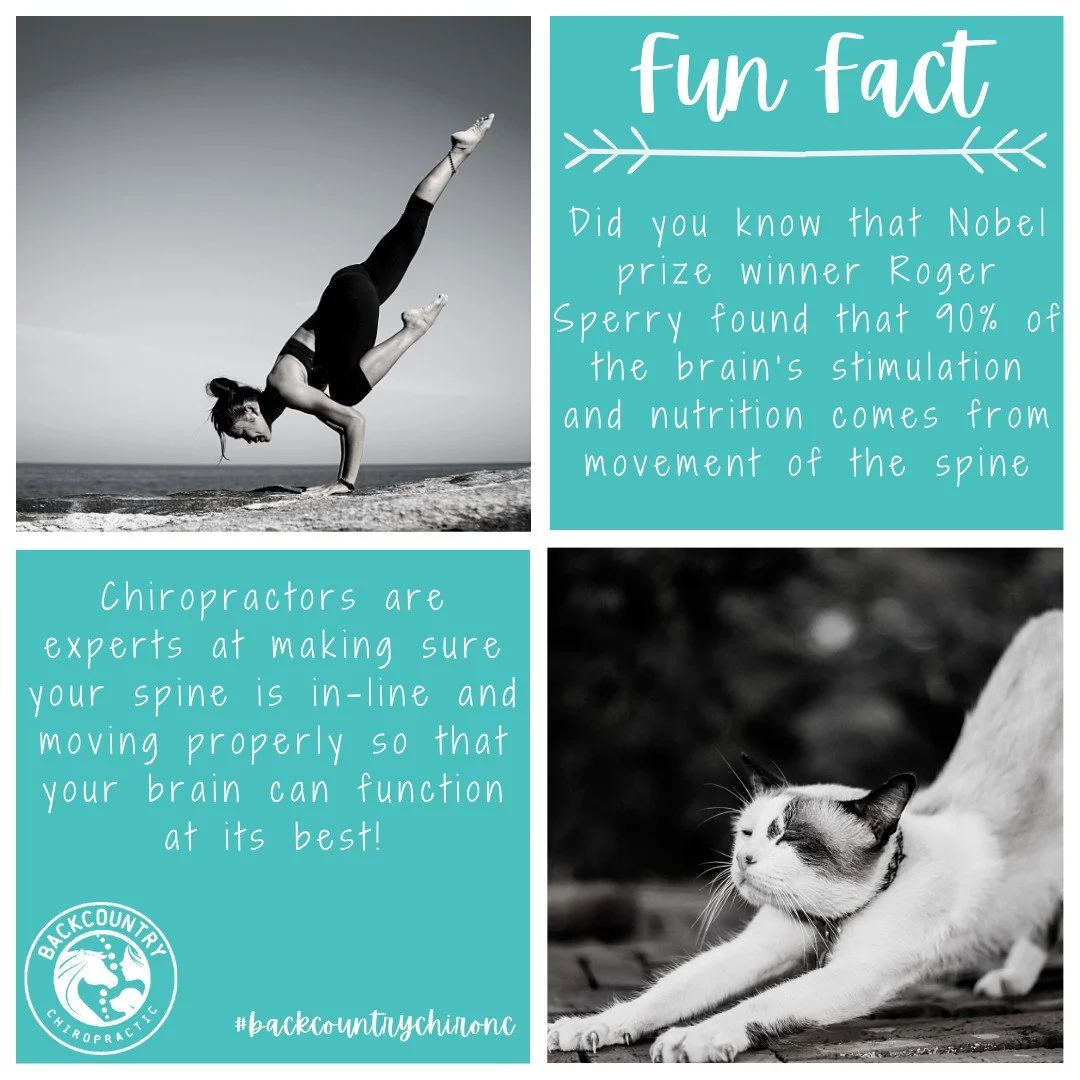 Fun Fact Friday!

#backcountrychironc #backcountryanimalchiropractic #animalchiropractor #motionislotion #motionislife