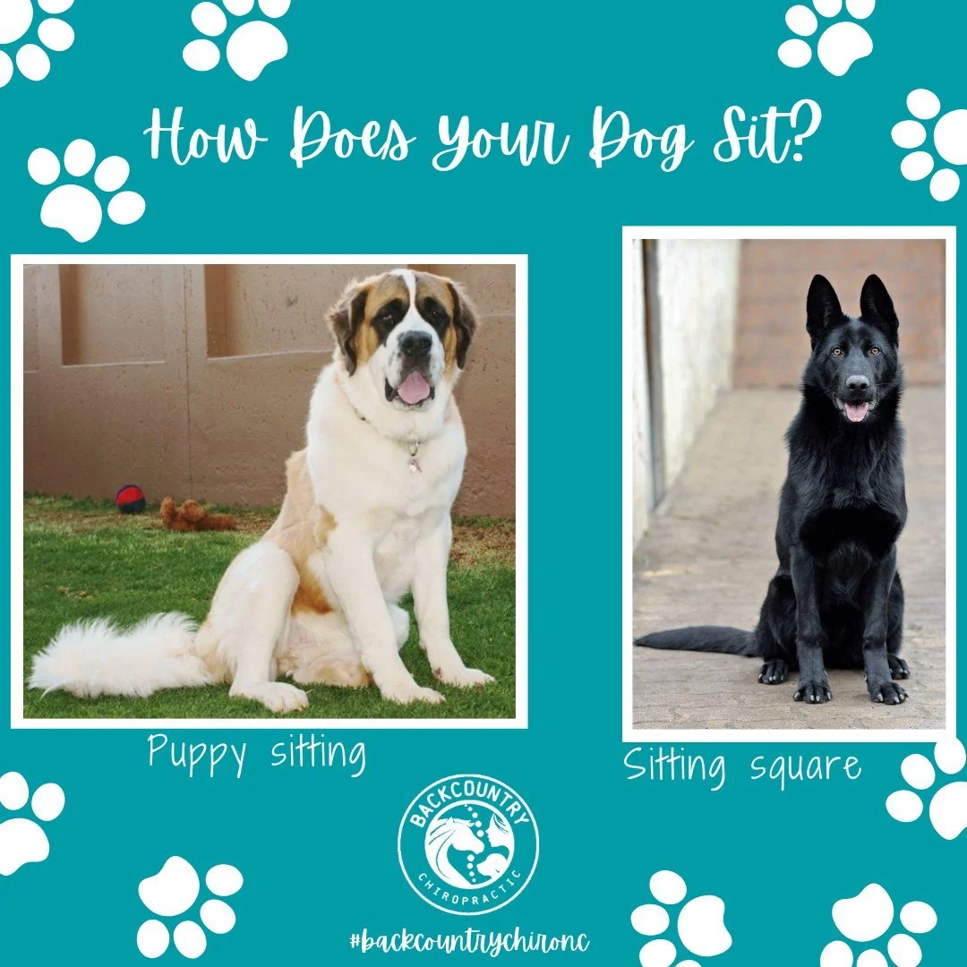 Does your dog sit like the dog on the left or the dog on the right?

Did you know sitting rotated off on to one hip, like the dog on the left, is not considered normal in dogs over 6 months of age? That is why we call this puppy sitting, and it could