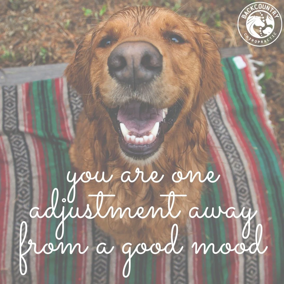 One adjustment away from a good mood 😊

We&rsquo;re in the Lenoir office every Monday seeing our canine patients! Be sure to check our monthly route schedule to see when we&rsquo;ll be in your area for equine appointments and reach out to get an app