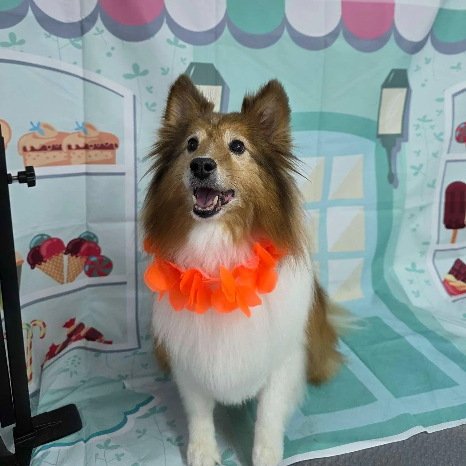 Small business shoutout! 🐾

Last week I took my handsome boy, Ace, to @woofcraftpetparlor, right next door to the Lenoir office, and I couldn't be happier with the experience. Kassy does an amazing job and truly takes the time to make each pet feel 
