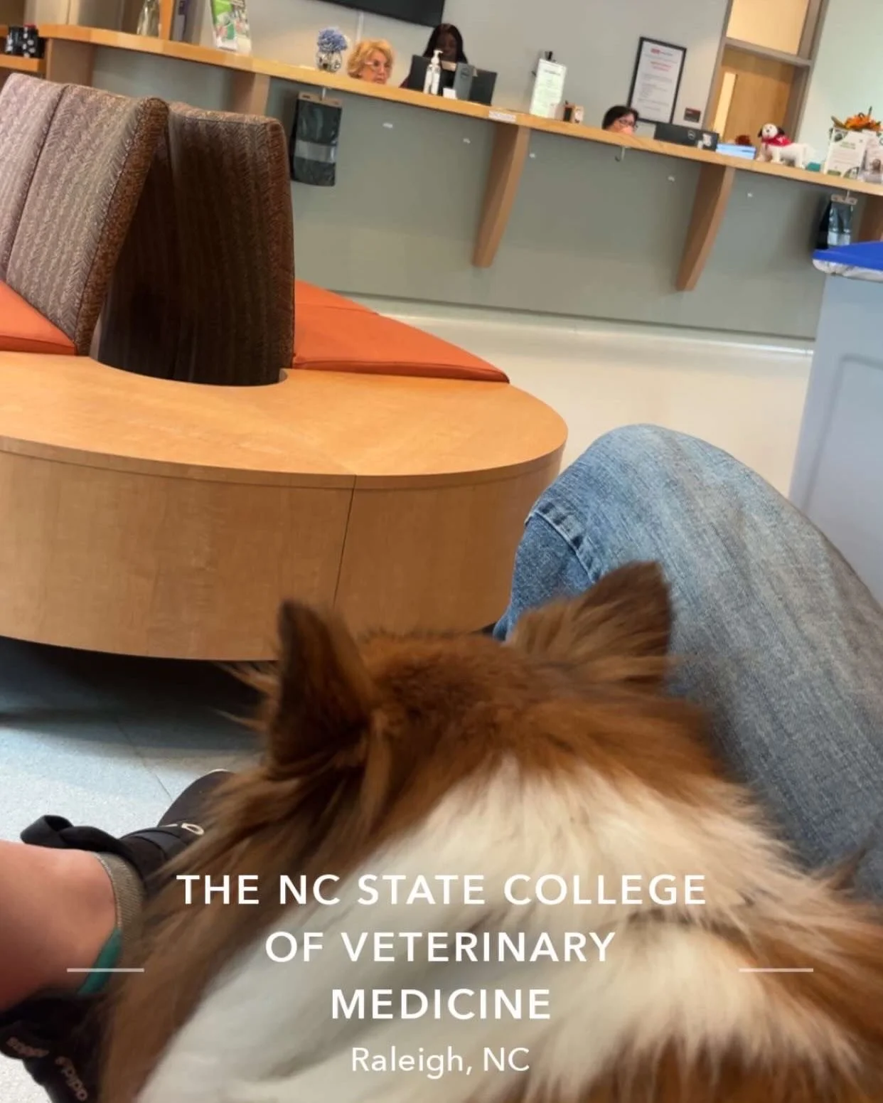 A little personal update from behind the scenes of my practice.
Many of you know Ace, my shadow at home on the farm and the bestest boy that has been with me since I was in undergrad at NC State. Recently, Ace was diagnosed with bladder cancer, and y