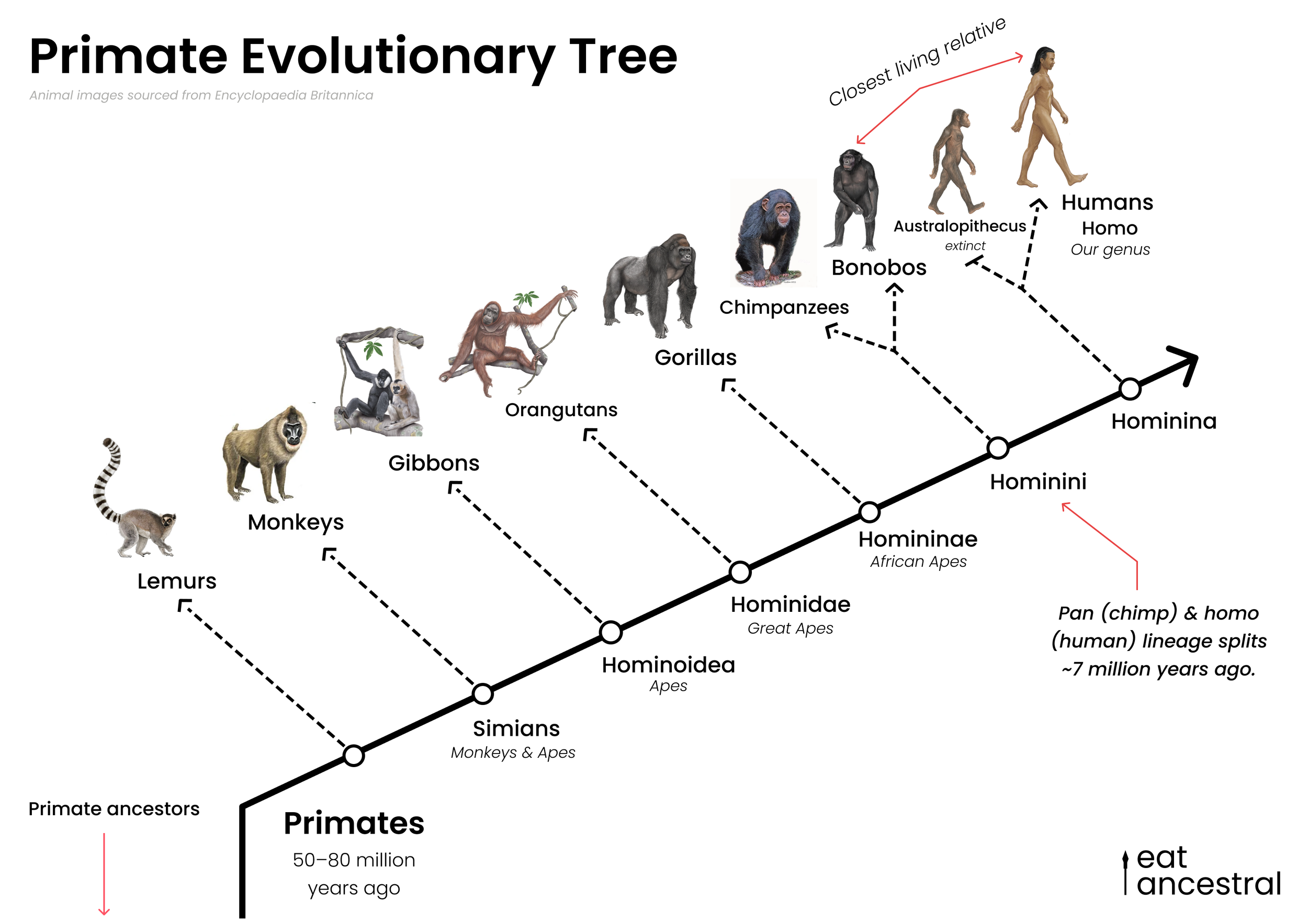 Primate Evolutionary Tree — eat.ancestral
