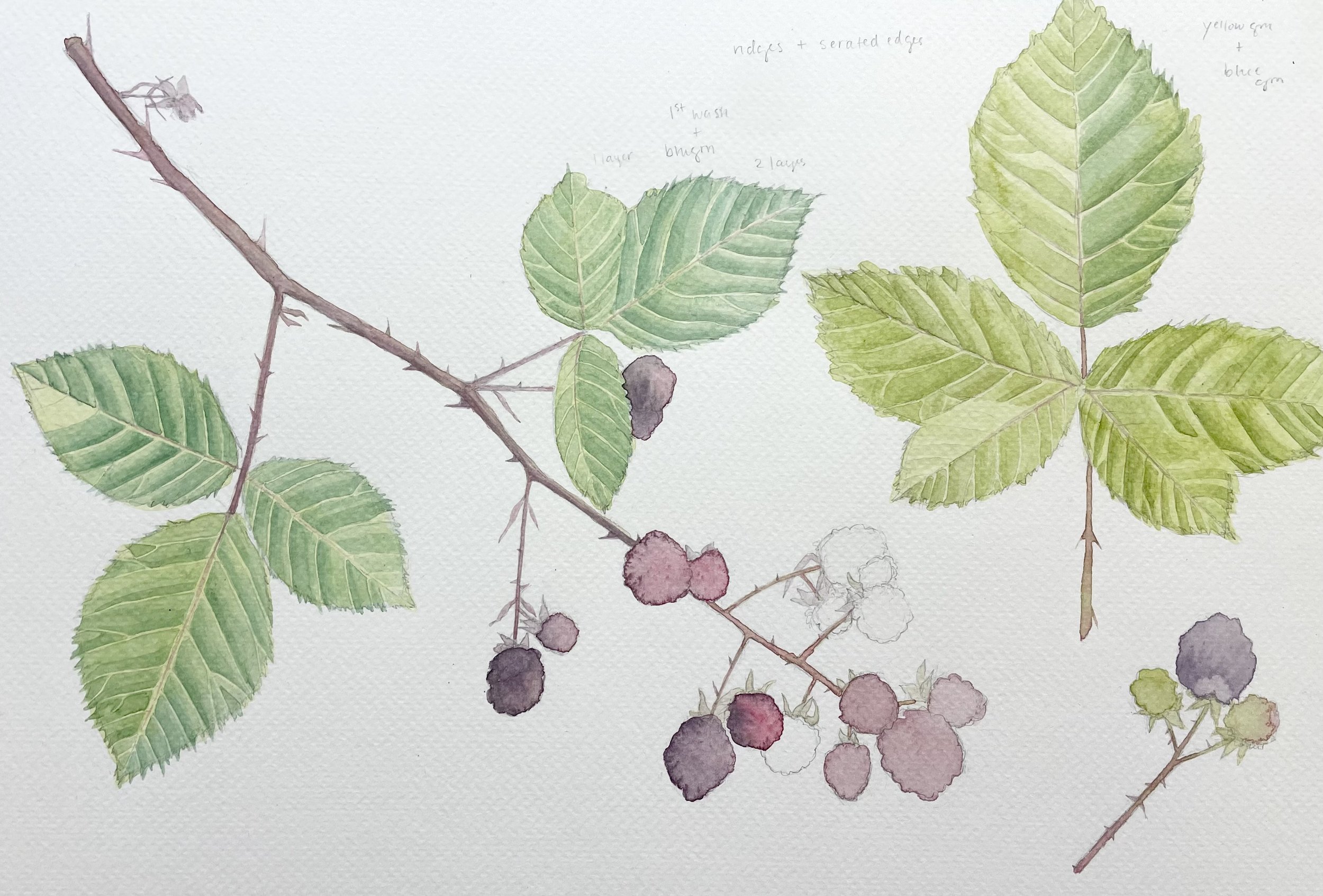 Winter Botanicals: 2 Session Watercolor Workshop at Sebastopol Center for the Arts