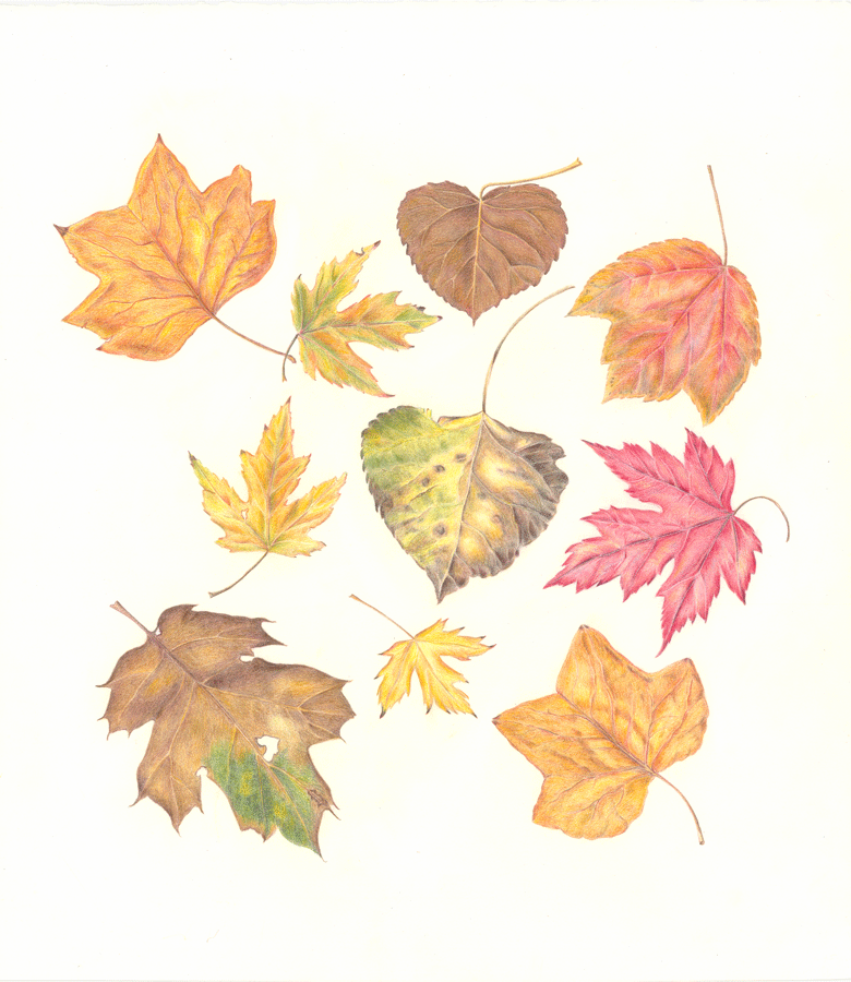 Advanced Colored Pencil with Nina at Sebastopol Center for the Arts
