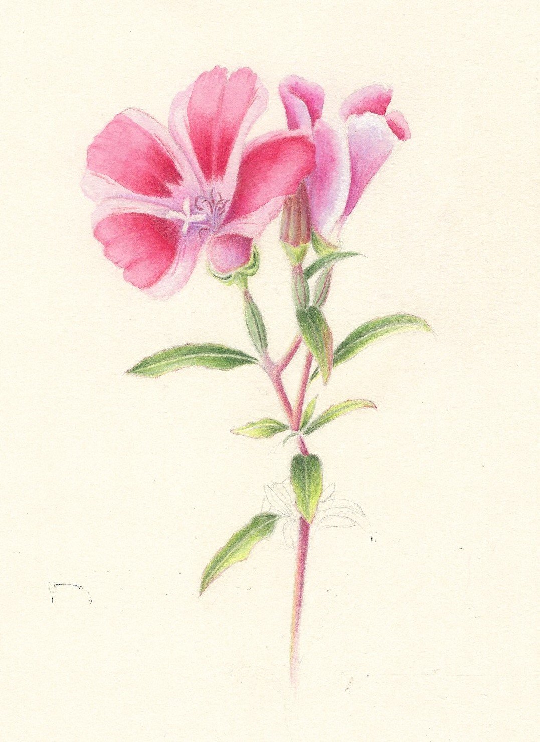 clarkia.jpg