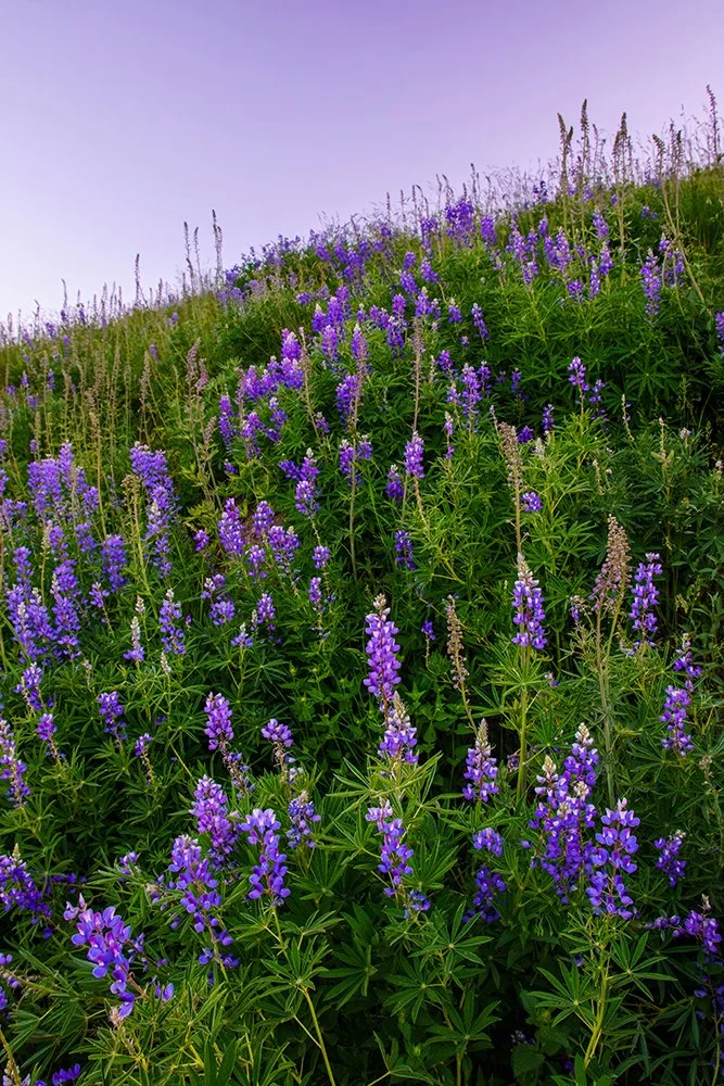Lupine Dream for web.jpg