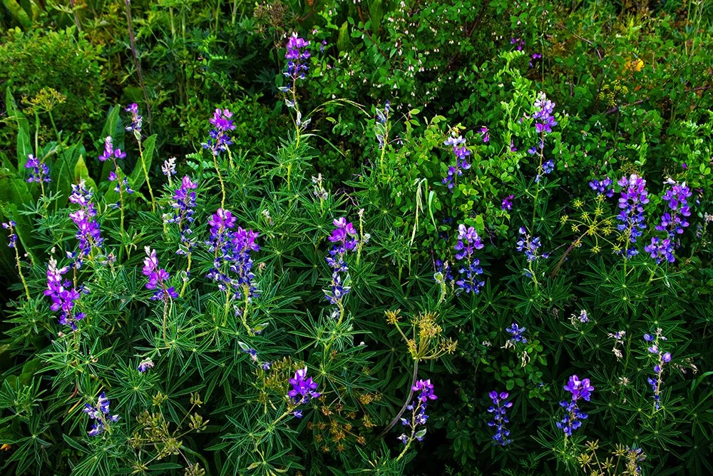 Lupine Meadow Lush for web.jpg