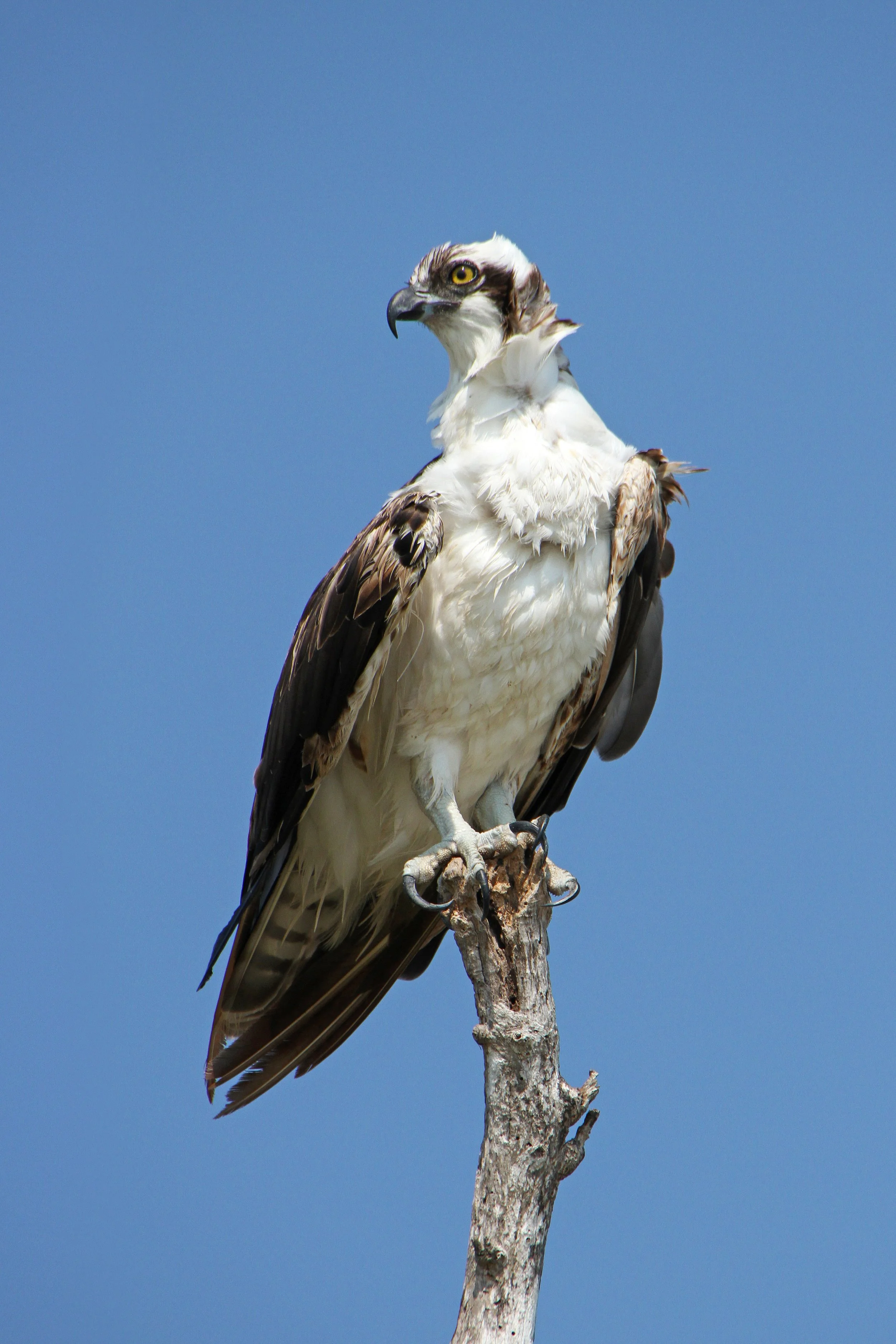 osprey_3968v.jpg