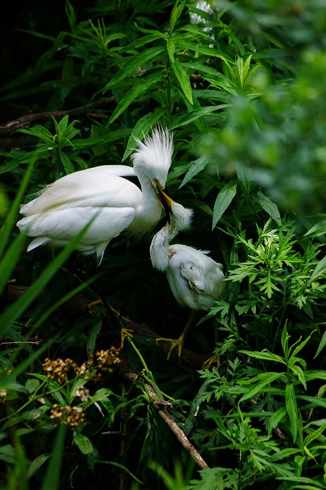 DSC05072-1-2-t-dv2 web.jpg