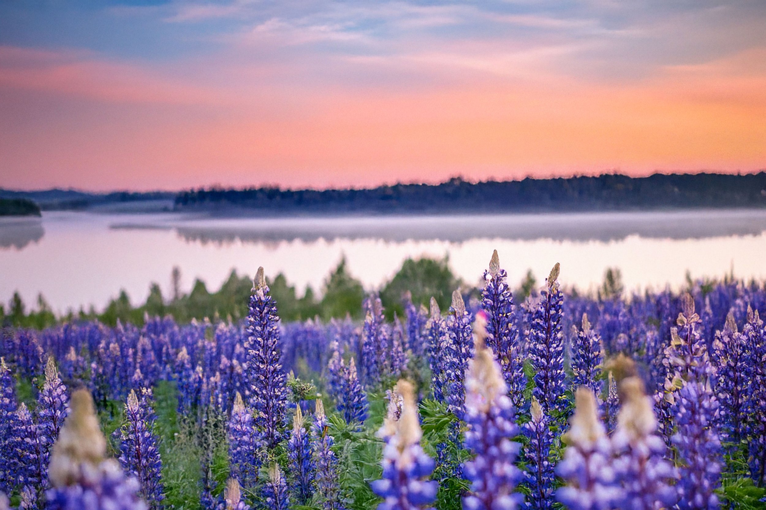 Lupine Mt Sunrise 4.jpg