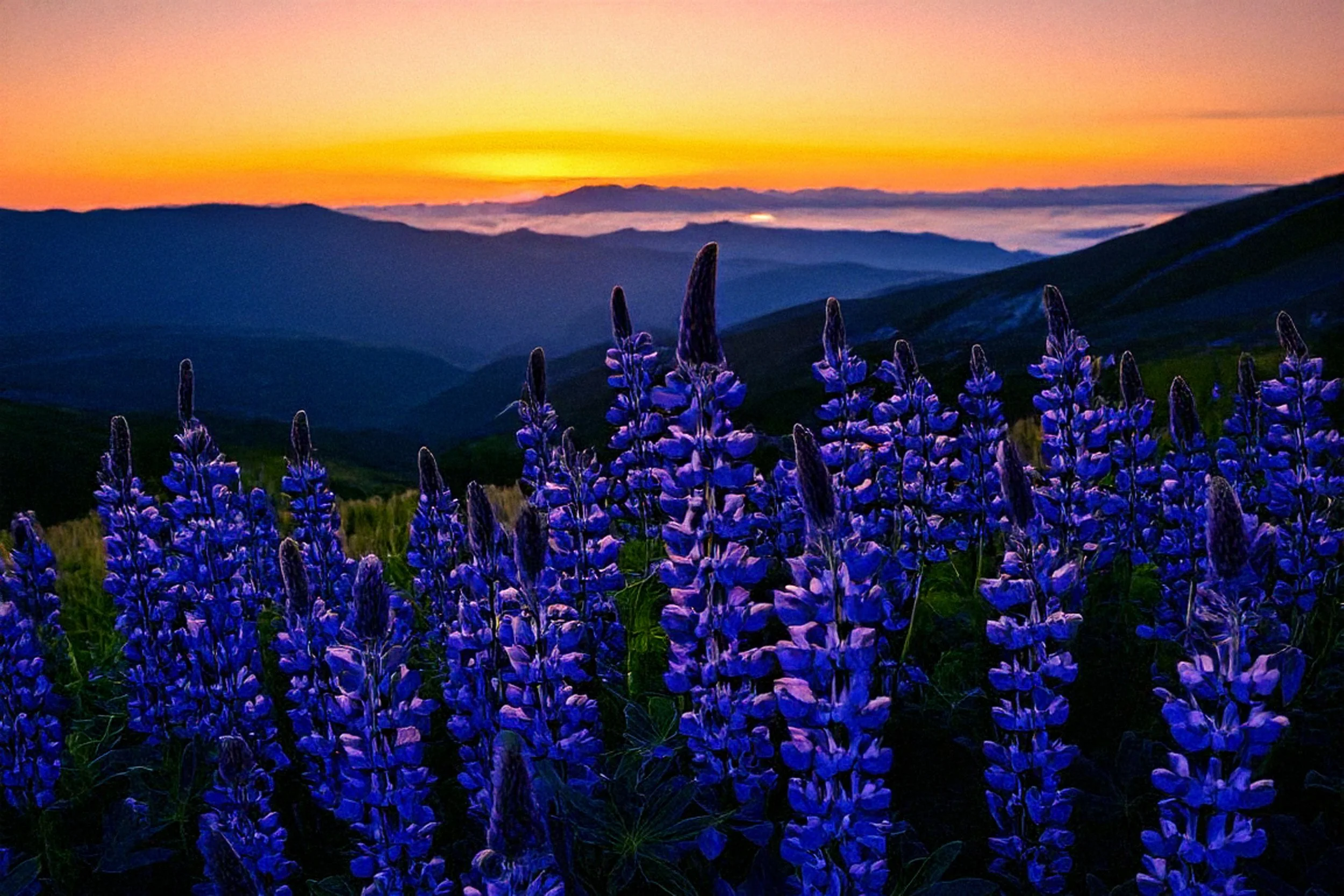 Lupine Mt Sunset.jpg