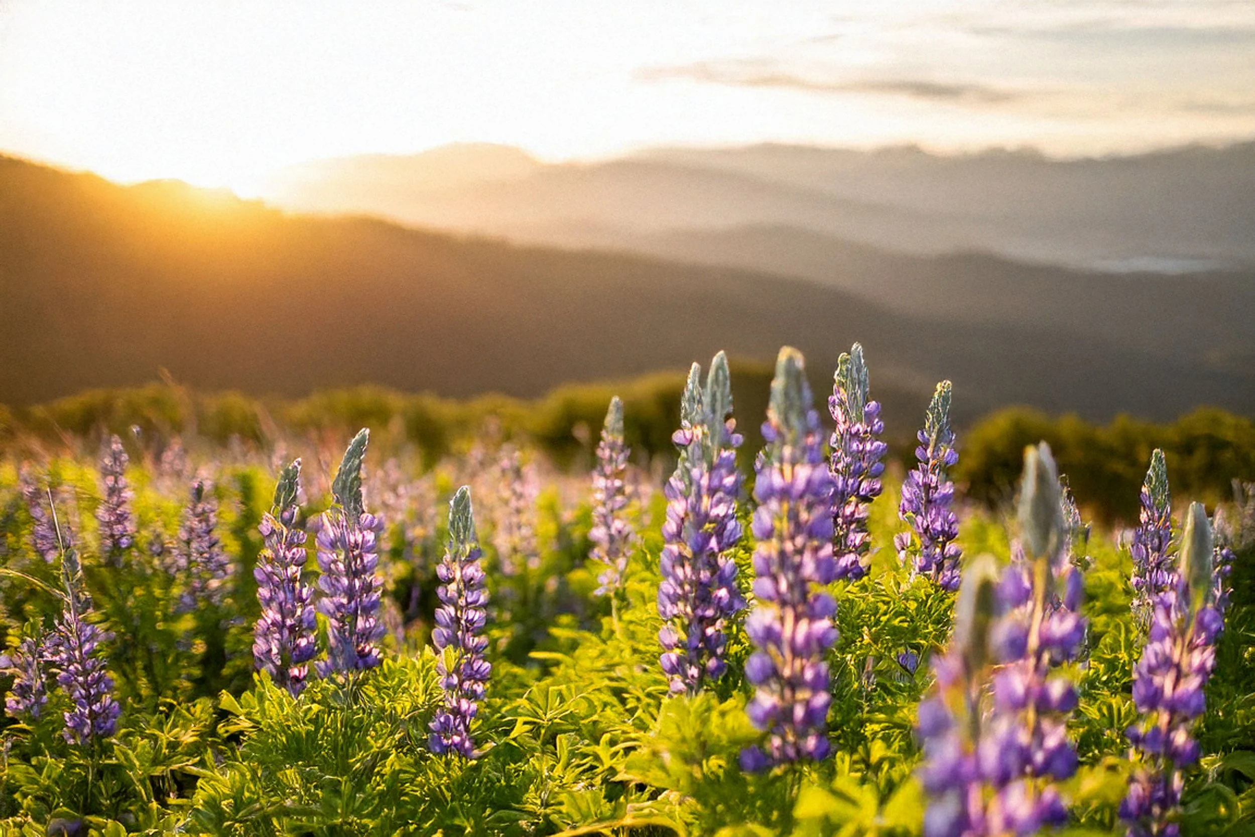 Lupine Mt Sunrise 2.jpg