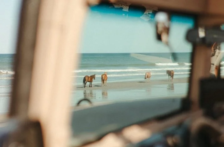 OBX Wild Horse Excusion 2.jpg