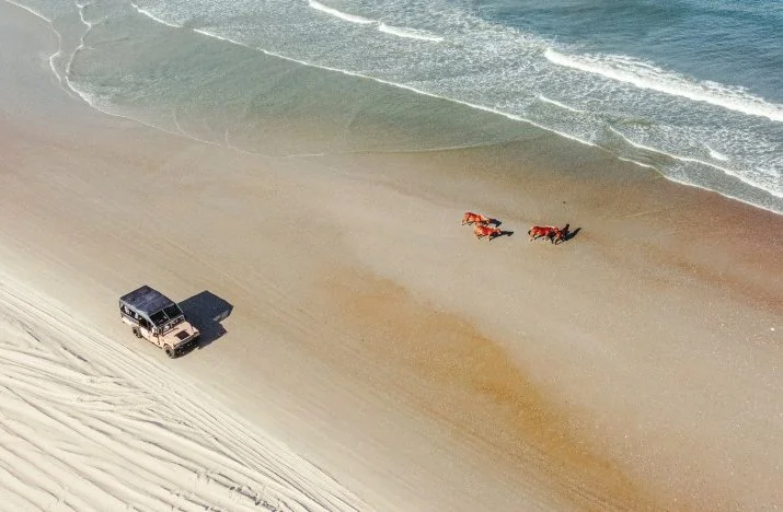 OBX Wild Horse Excusion 1.jpg