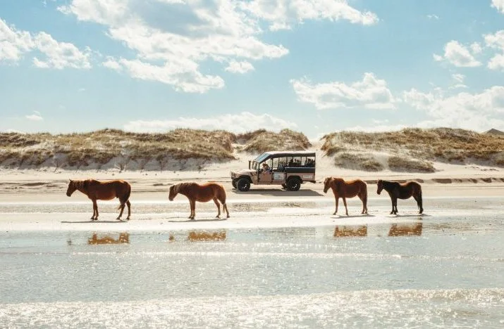 OBX Wild Horse Excusion 3.jpg